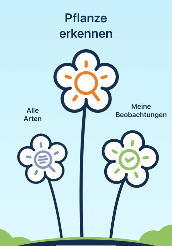 Infografik „Pflanzen erkennen“