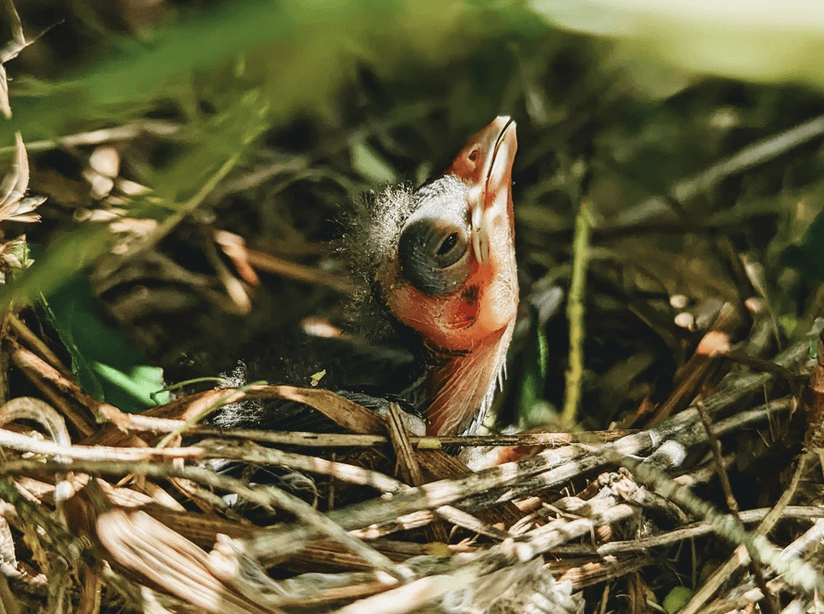Bild eines Vodeljungen im Nest