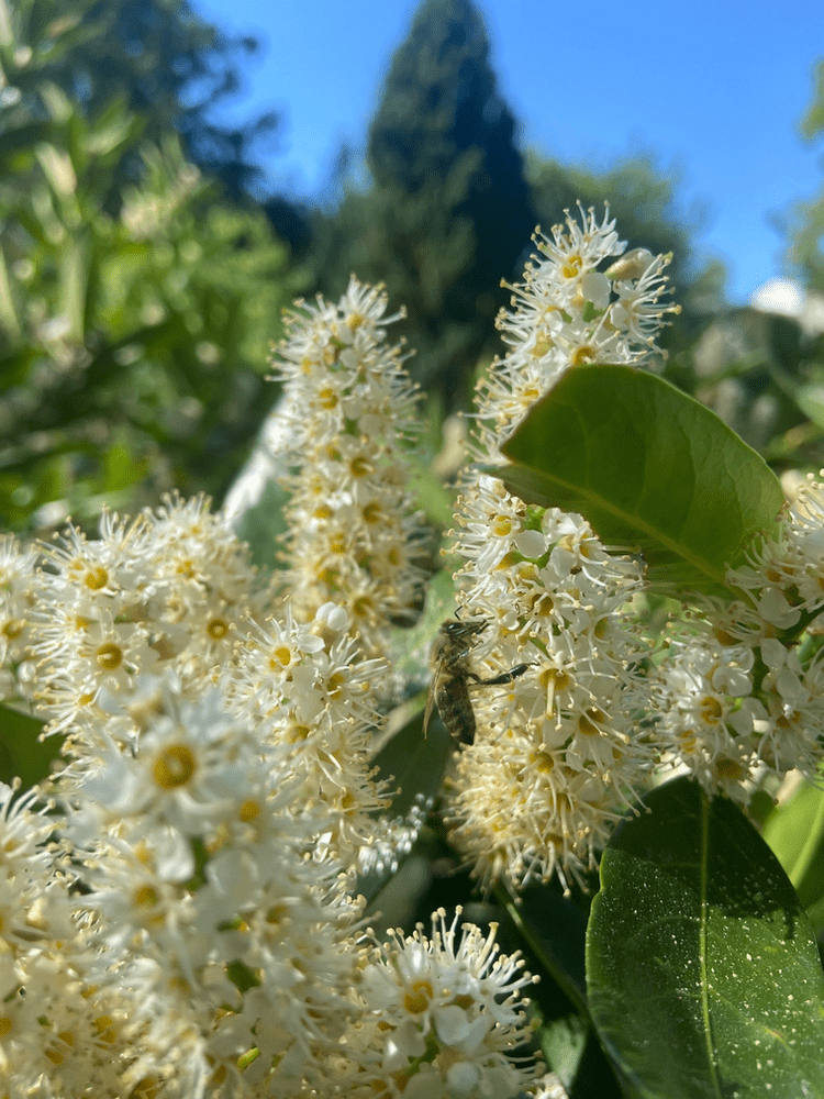 4. Biene in Kirschlorbeer