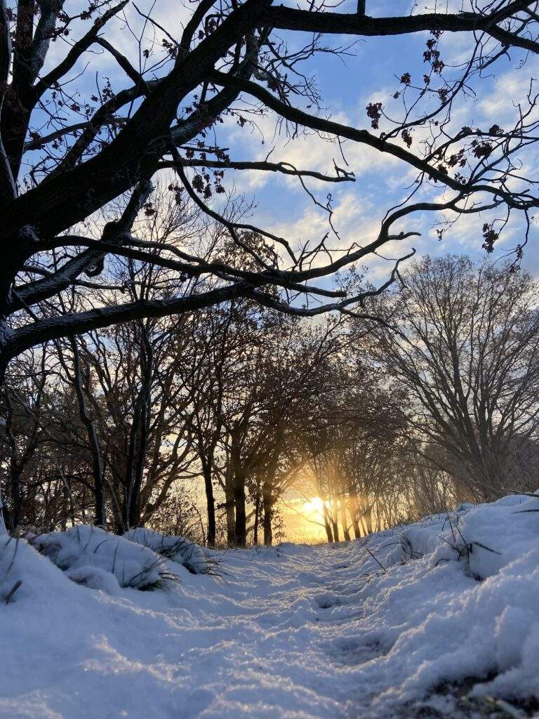 Goldener Sonnenaufgang mit Schnee und Bäumen