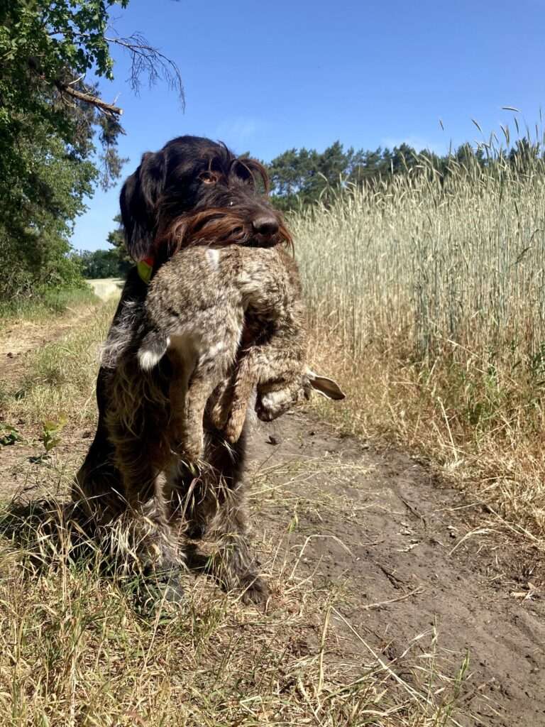 Braja apportiert Kaninchen