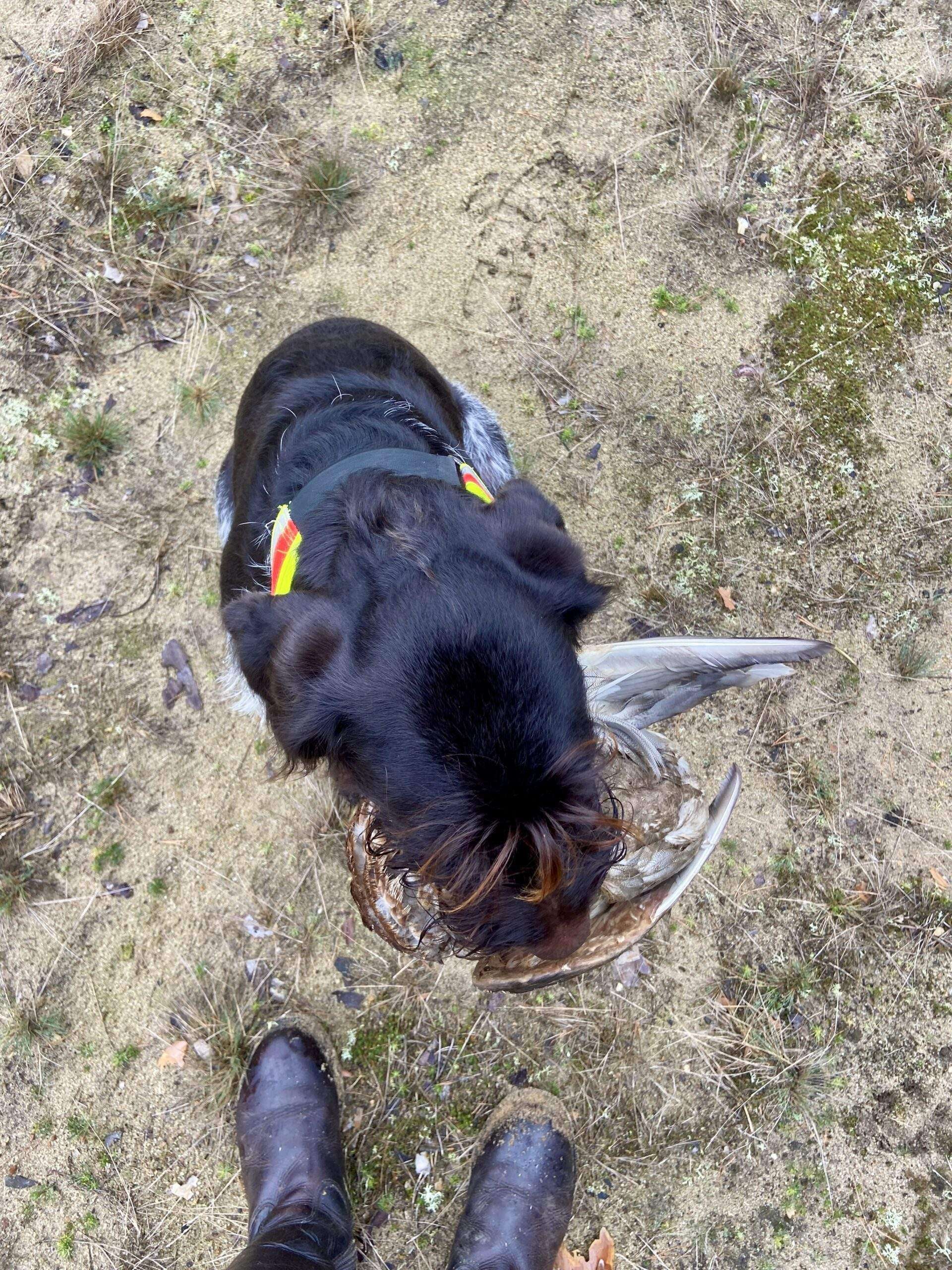 Aufsicht auf einen schwarzen Hund und die Füße einer Person auf sandigem Heideboden.