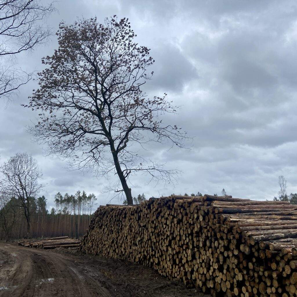 Holzpolter nach dem Waldbrand in Beelitz