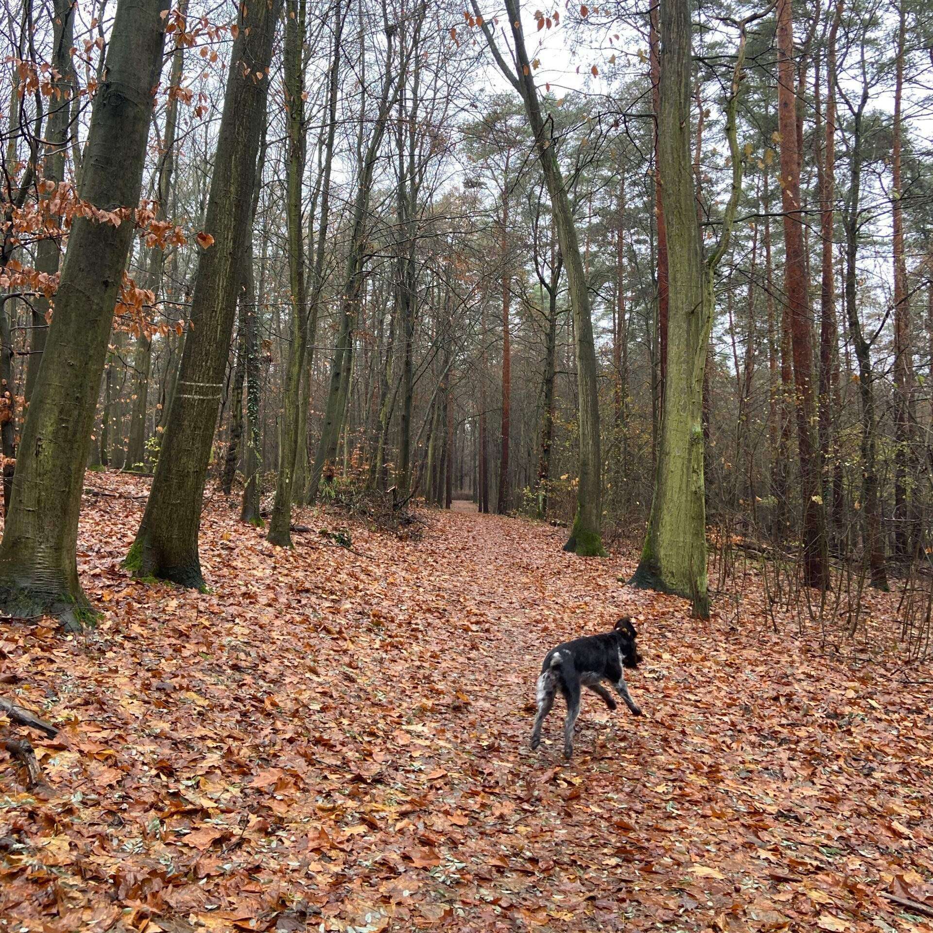 Deutsch Drahthaar Hündin Braja vom Luthergrund rennt durch den Wald