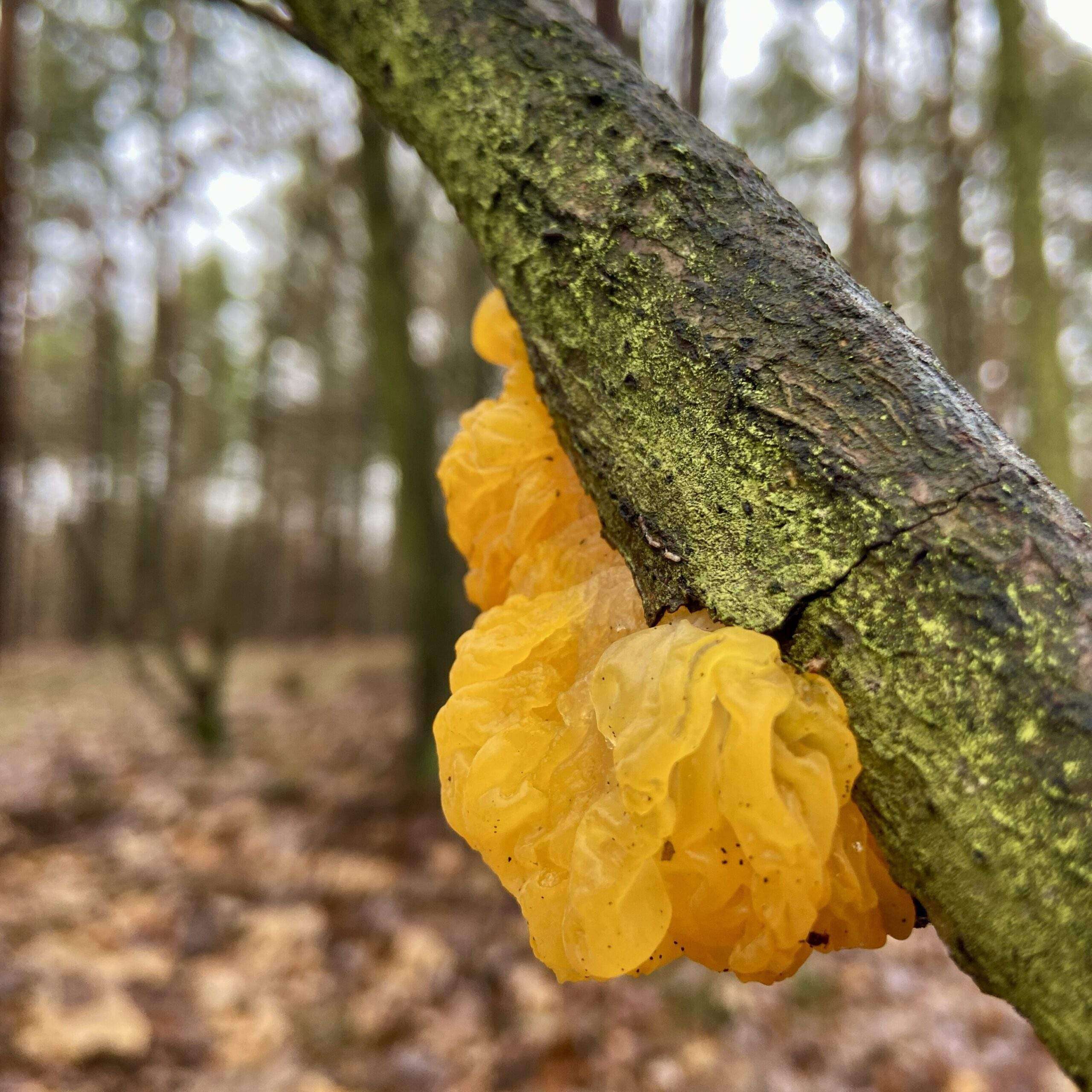 gelber Pilz am Ast