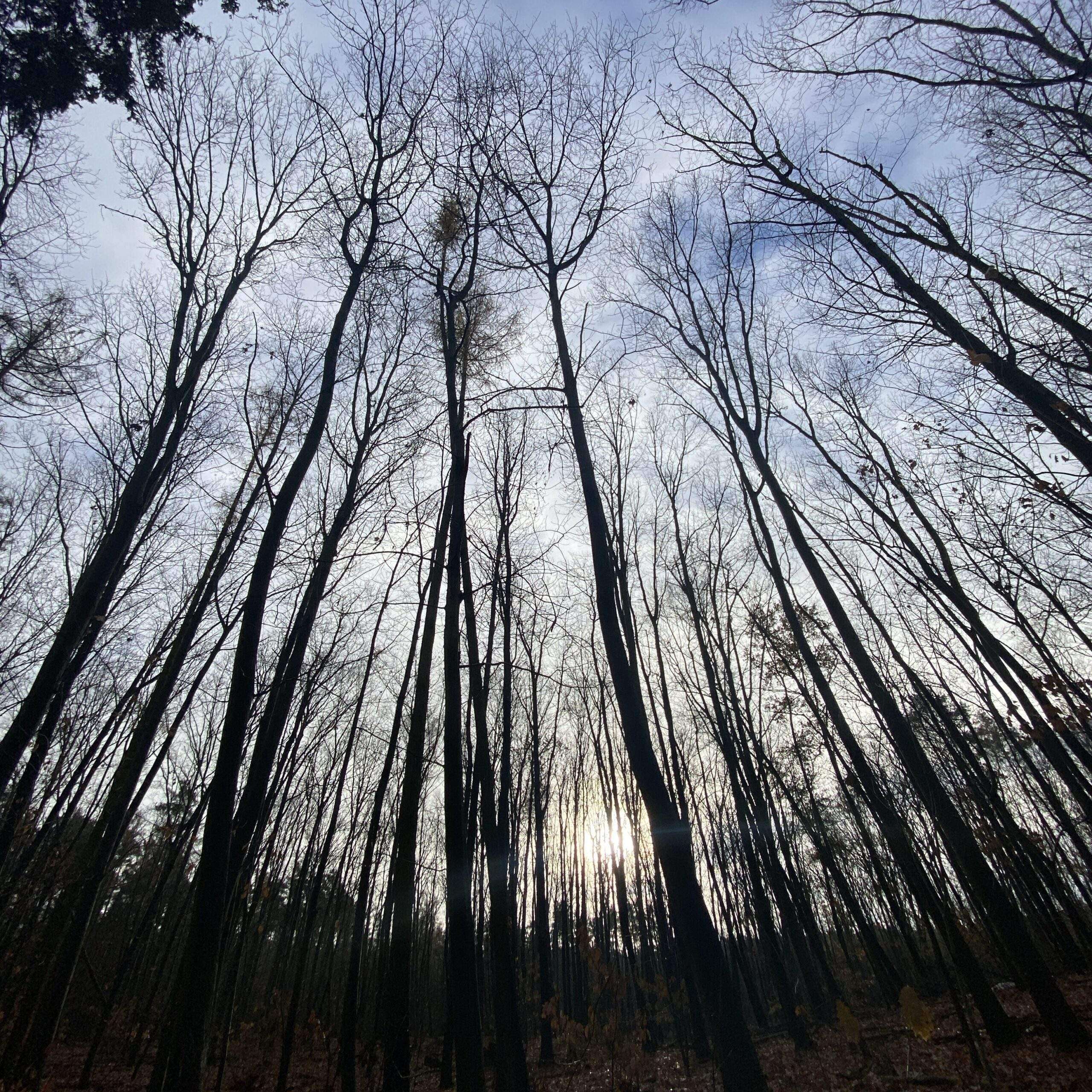 Kahler Laubwald im Winter