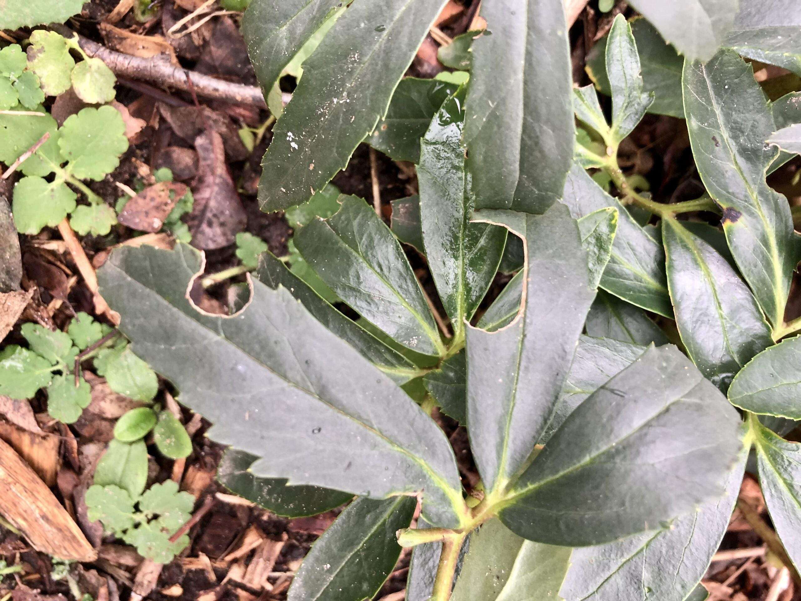 Fraß vom Dickmlaurüssler an Christrosenblättern
