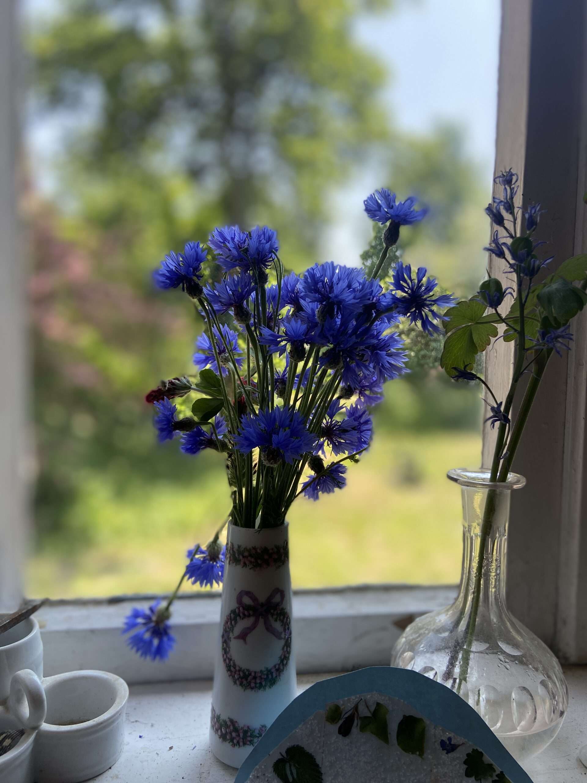 Kornblumen in einer kleinen Vase im Fenster