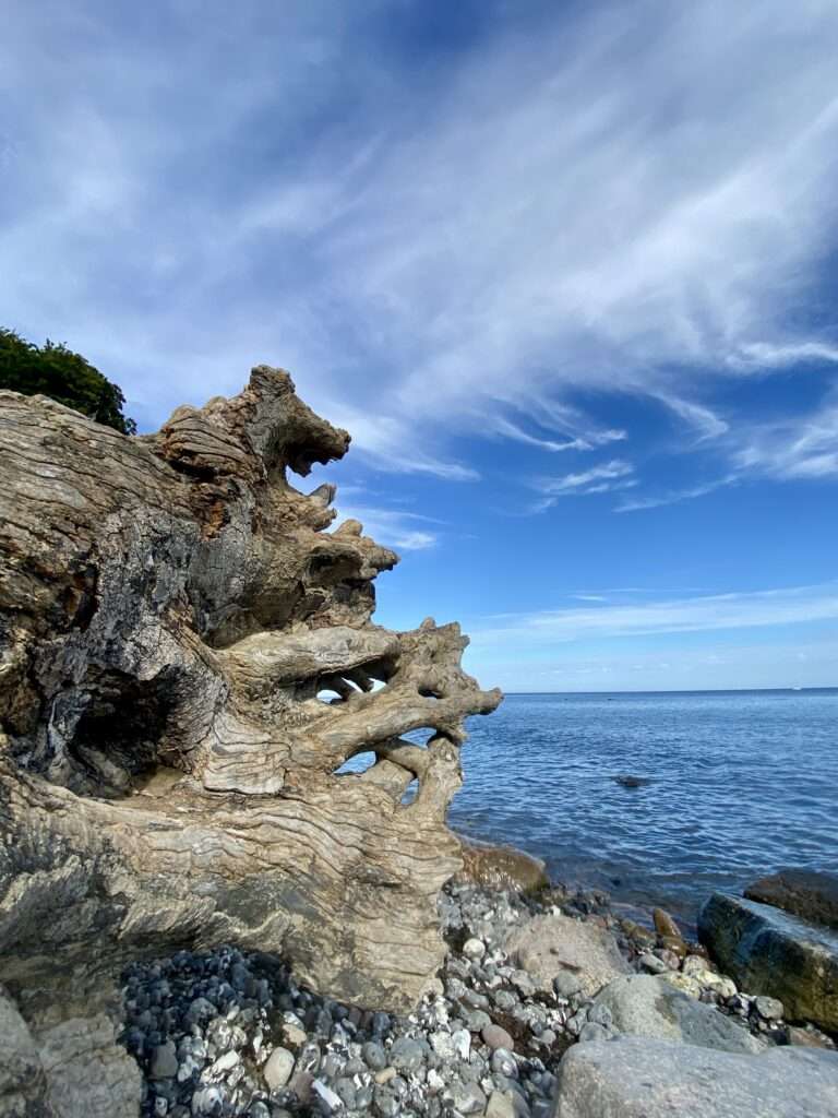 Treibholz am Strand von Sassnitz