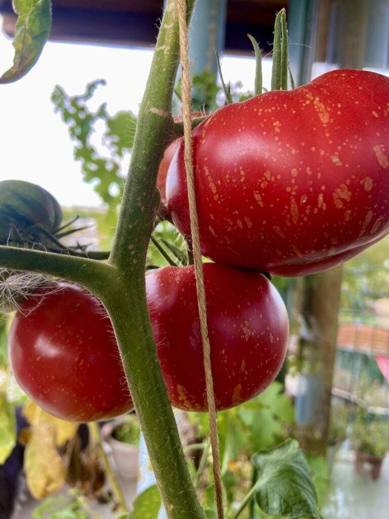 Tomatenpflanze an Schnur
