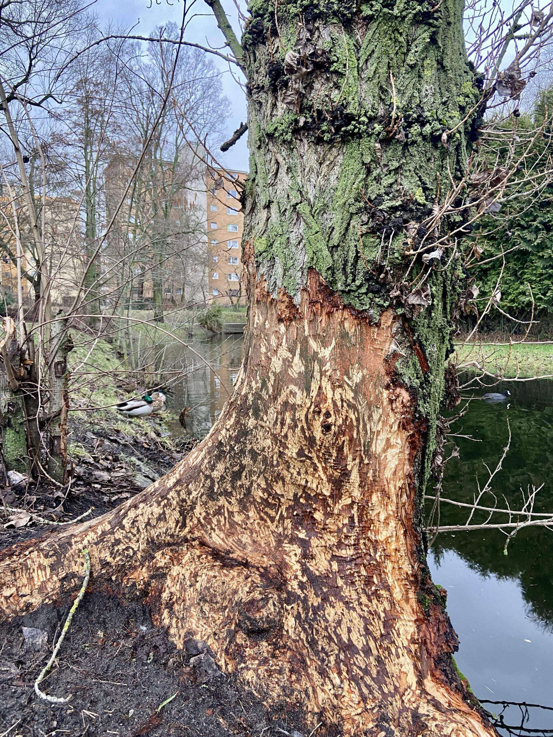 Biberfraßschaden an einem Baum