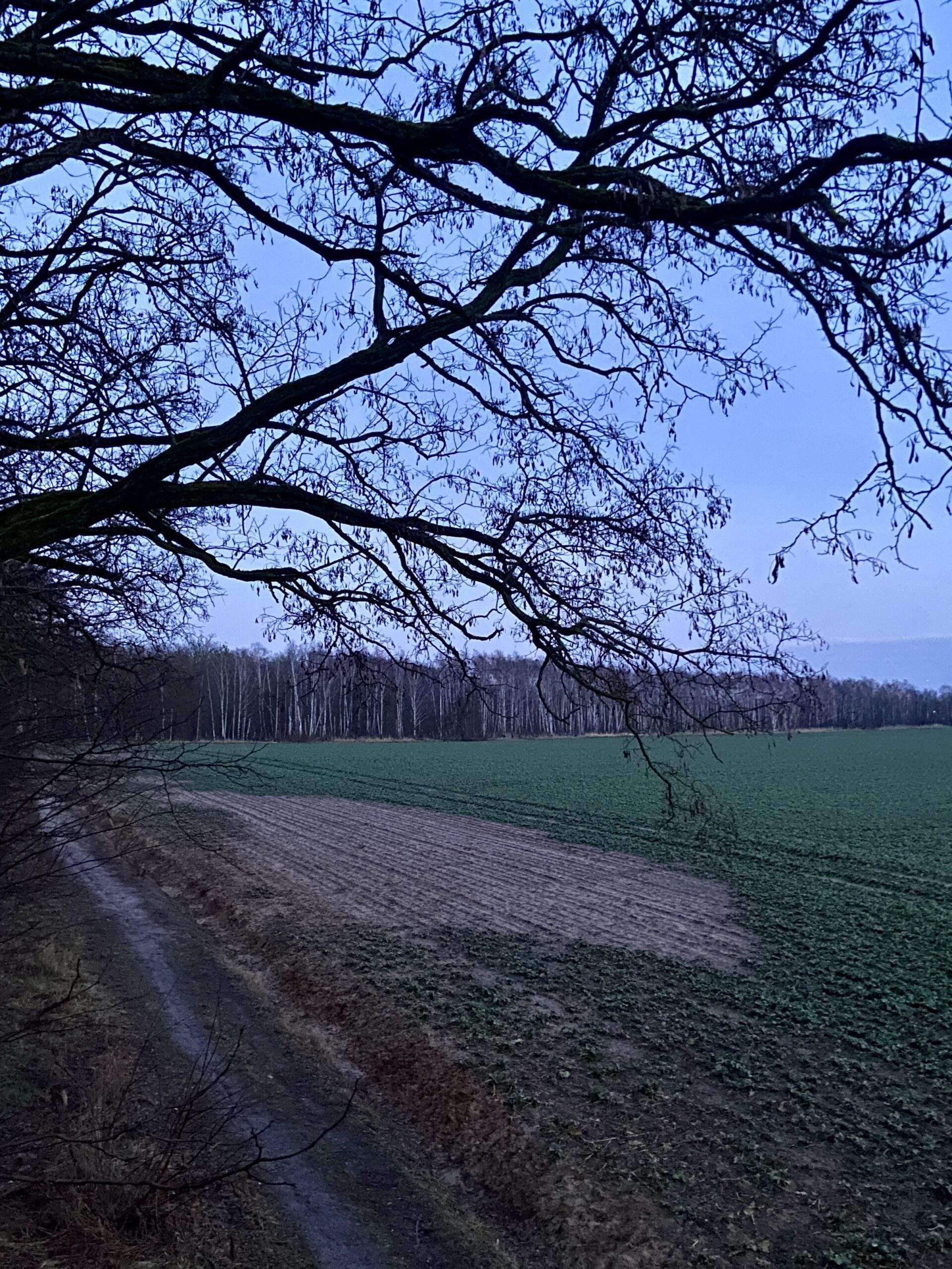 Fraßschaden von Kaninchen am Raps
