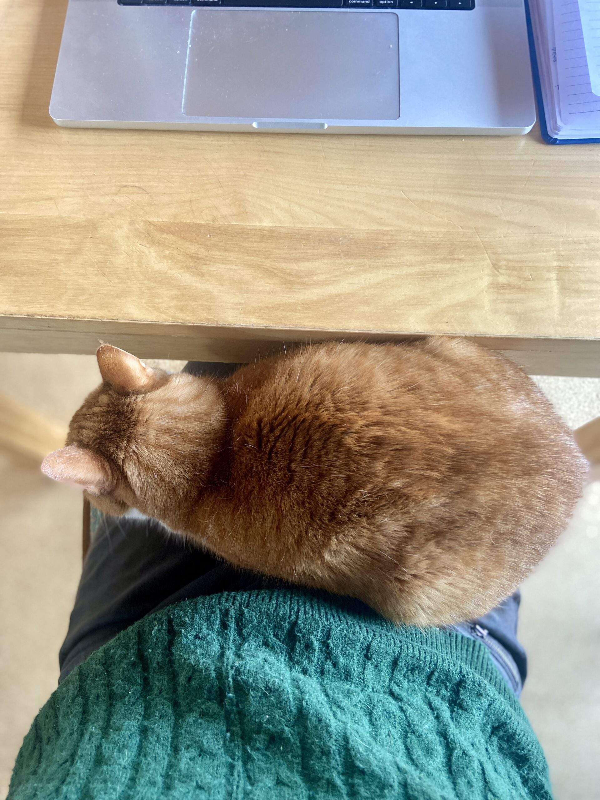 rote Katze auf dem Schoß. Dahinter Tisch mit offenem Laptop