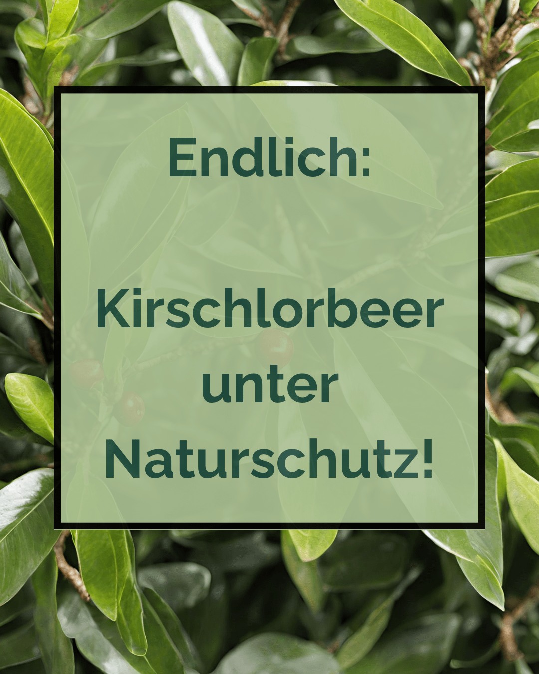 Aprilschert: Kirschlorbeer unter Naturschutz