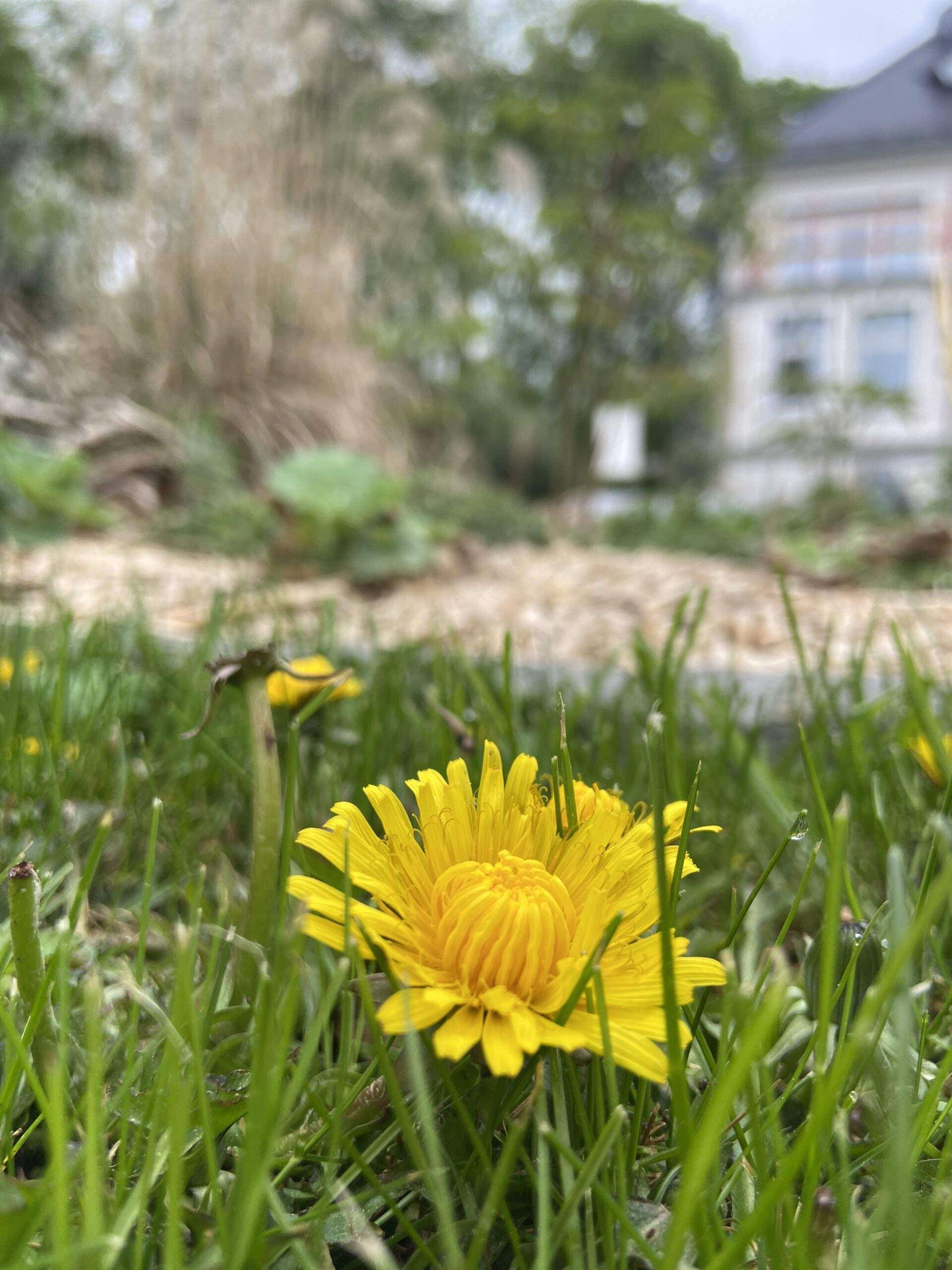 Nahaufnahme einer sich entfaltenden Löwenzahnblüte