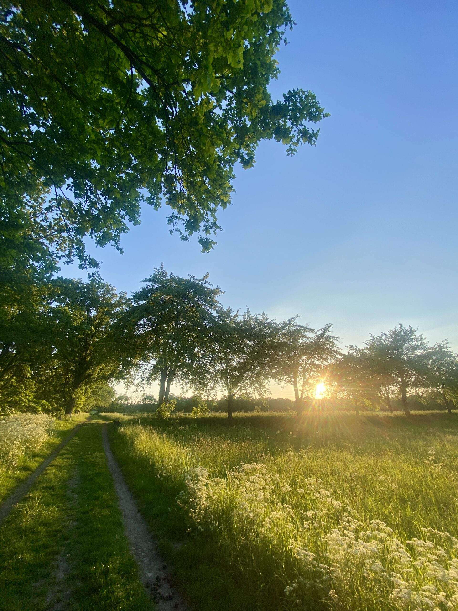 Sonnenaufgang auf den Rieselfeldern in Berlin-Karolinenhöhe