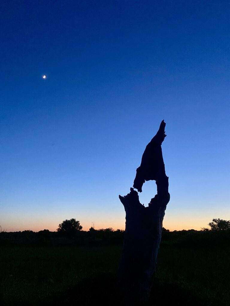 Silhouette eines toten Baumstammes vor dem Sonnenuntergangshimmel mit kleinem Mond