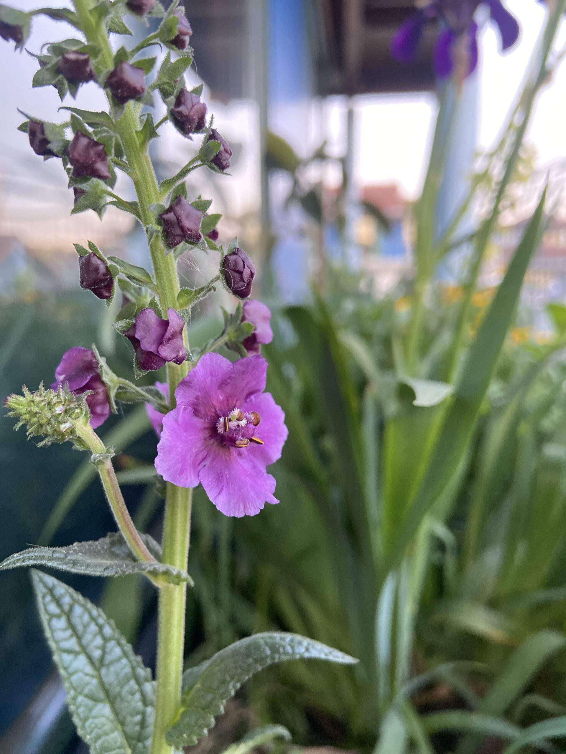 Violette Königskerze, Verbascum phoeniceum, mit einer geöffneten Blüte