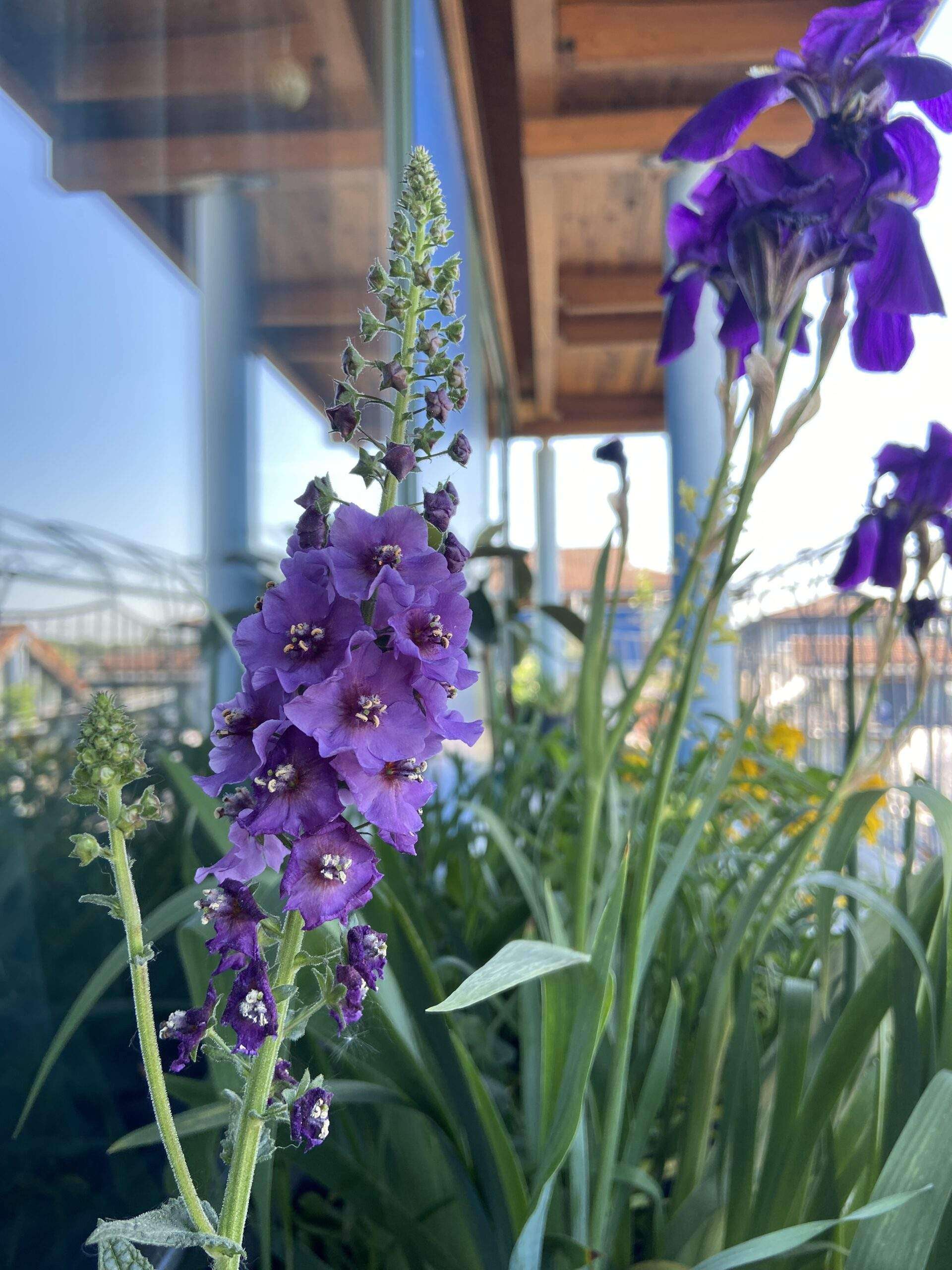 Violette Königskerze Verbascum phoeniceum in Kombination mit der blauen Iris