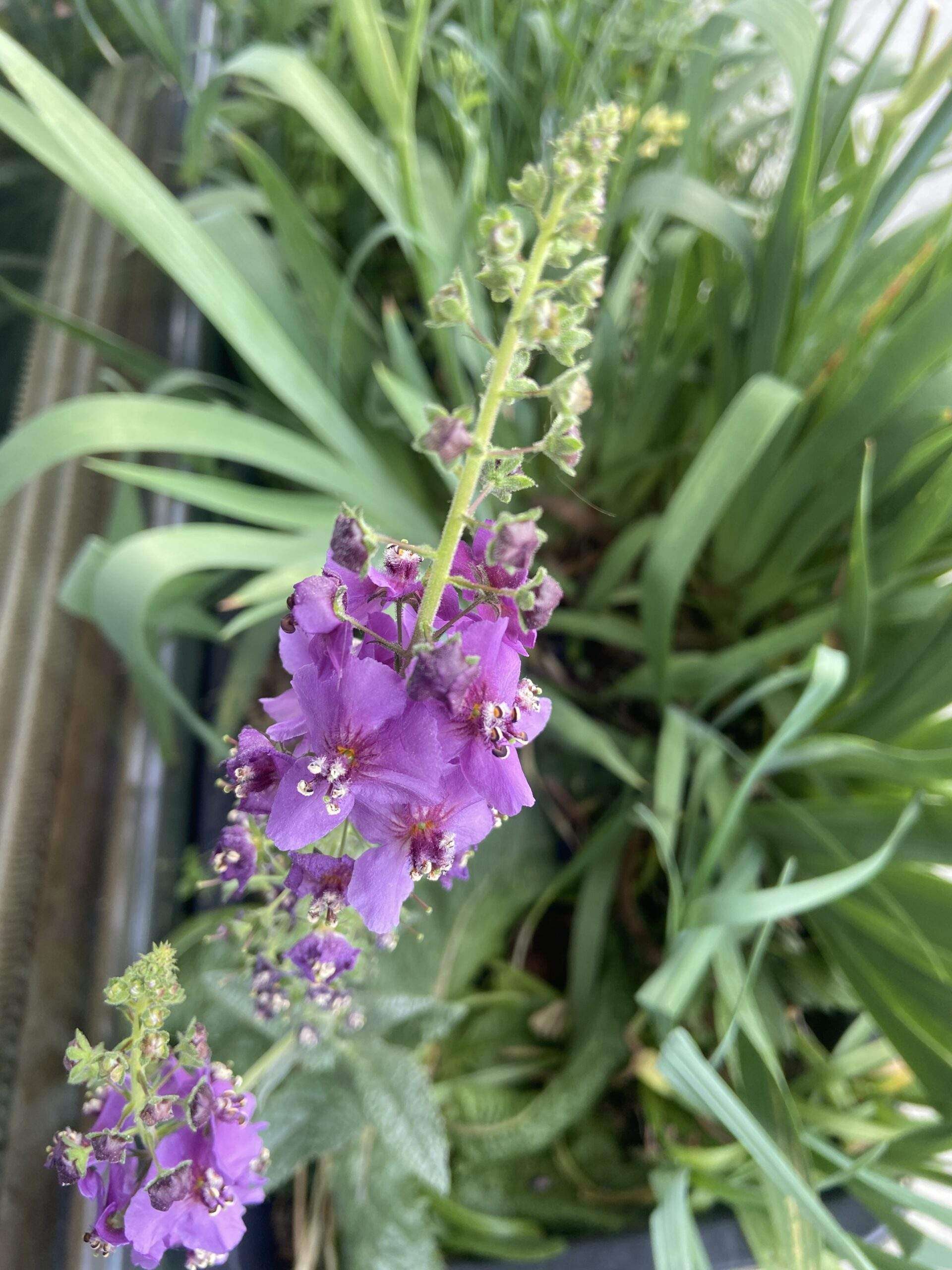 Draufsicht auf die Violette Königskerze, Verbastum phoeniceum