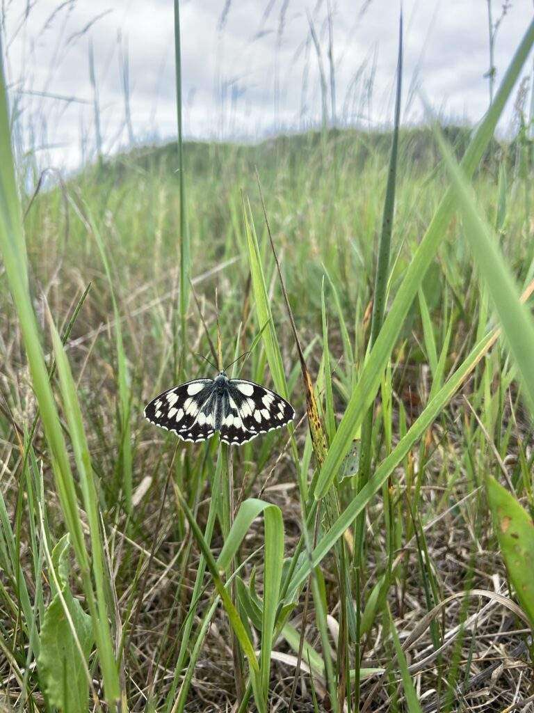 Schachbrettfalter in der Wiese