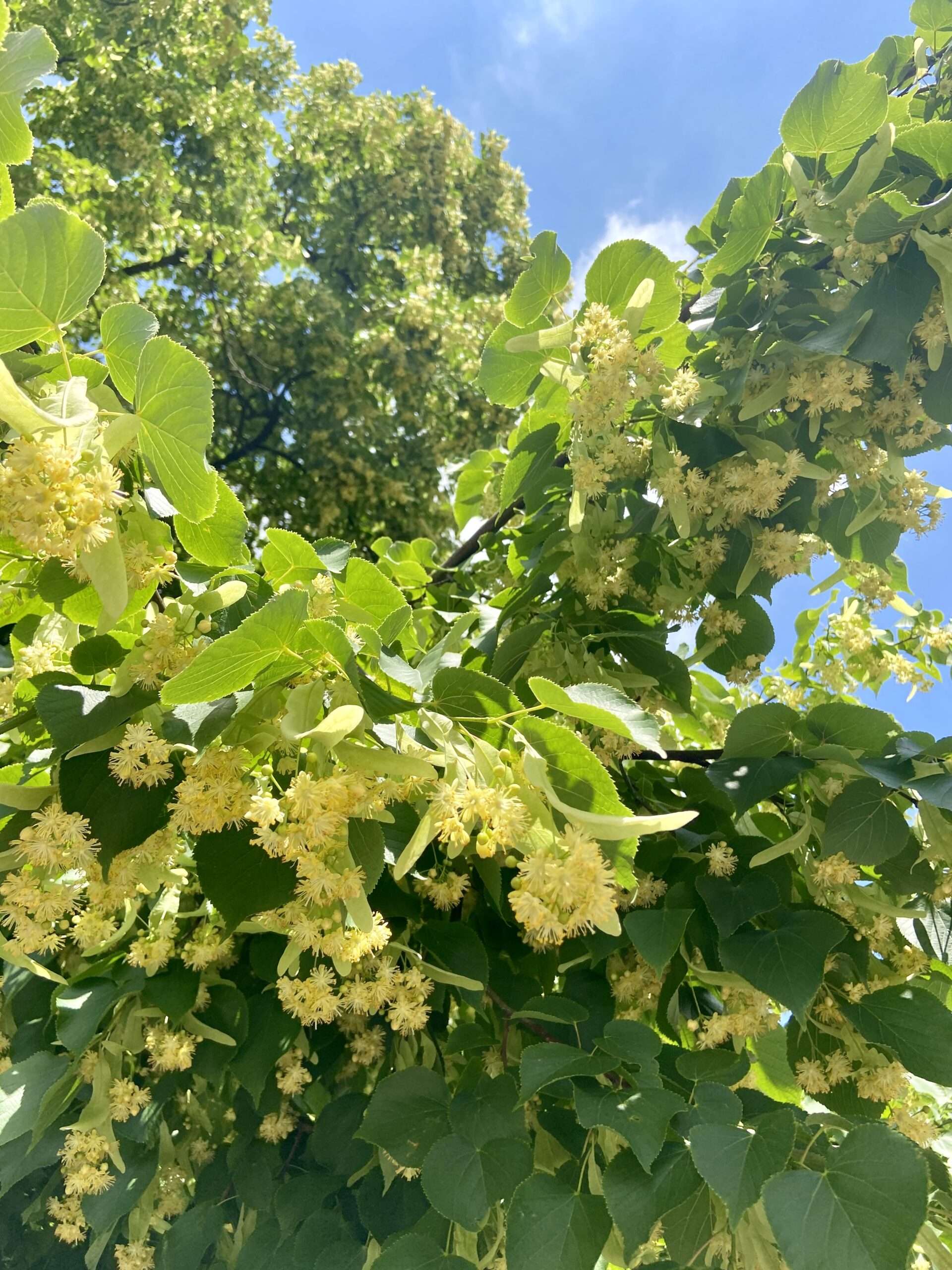 üppige Lindenblüte