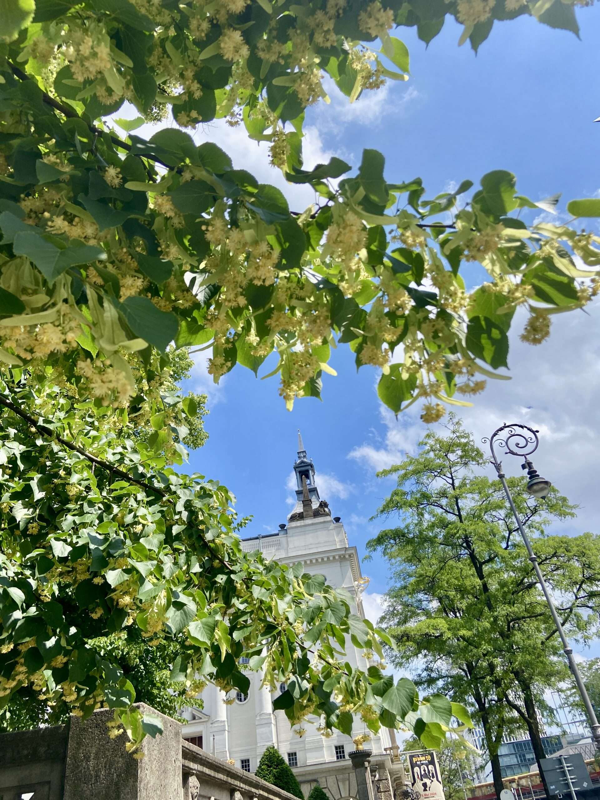 Die Linde als Stadtbaum