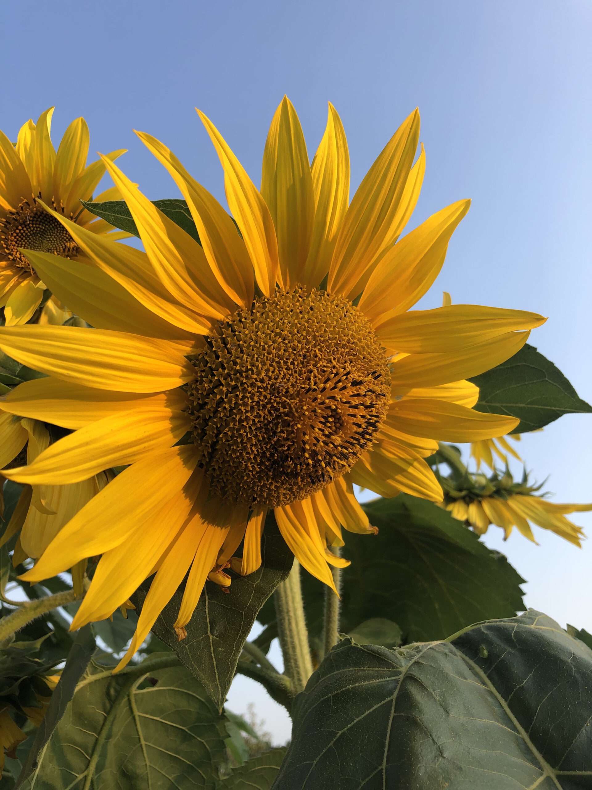 Sonnenblume von unten gegen den blauen Himmel