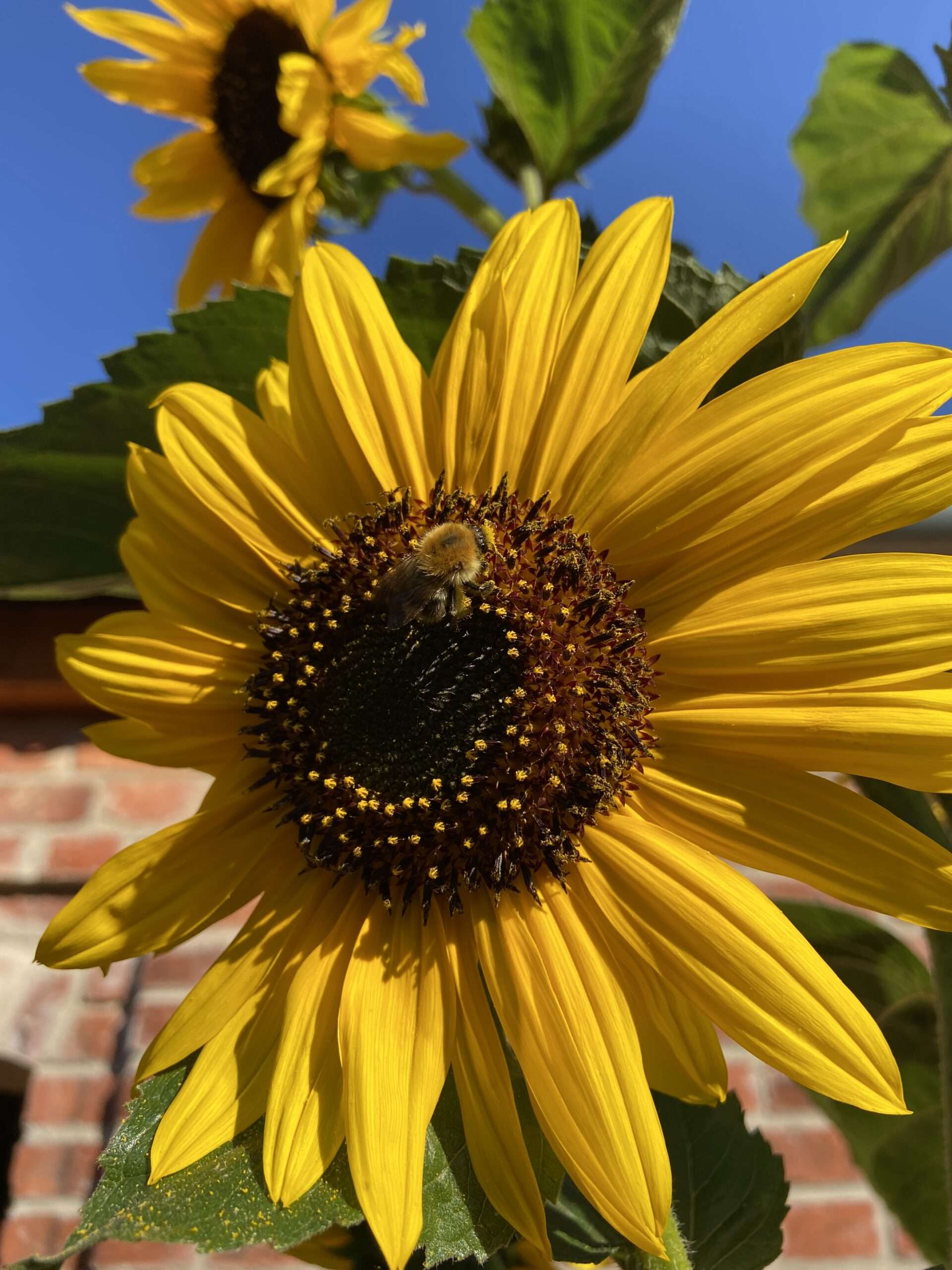 Sonnenblume mit Hummel