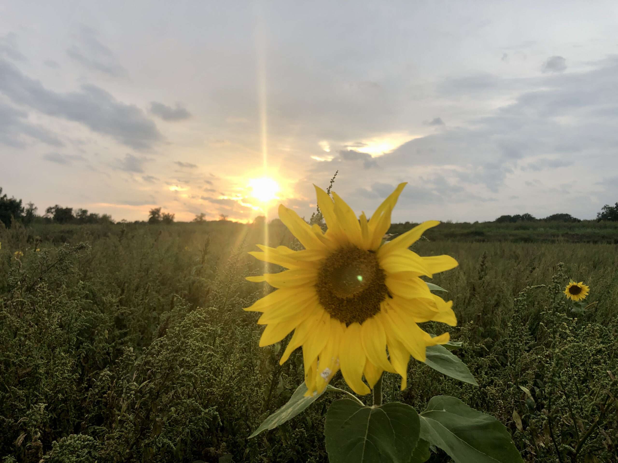 einsame Sonnenblume vor Sonnenuntergang