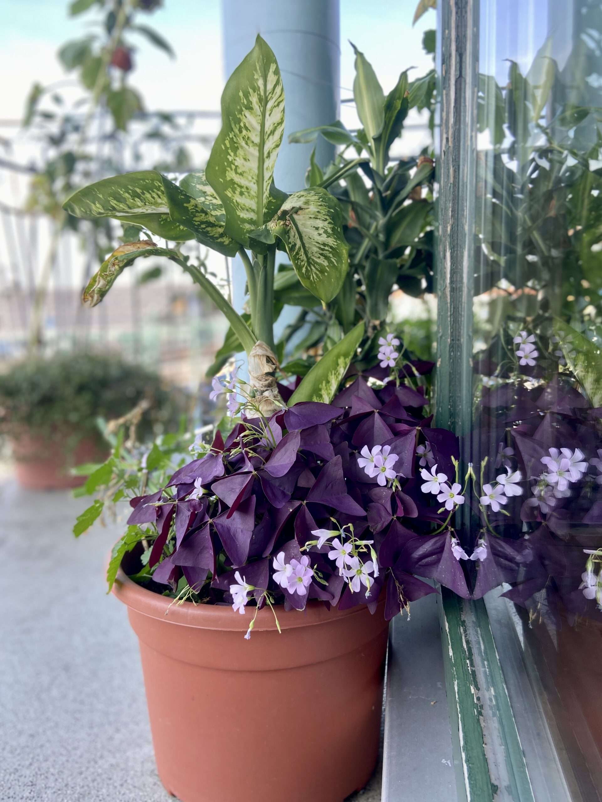 Dieffenchabie mit rotem Glückklee und Draceana in einem Blumenkübel