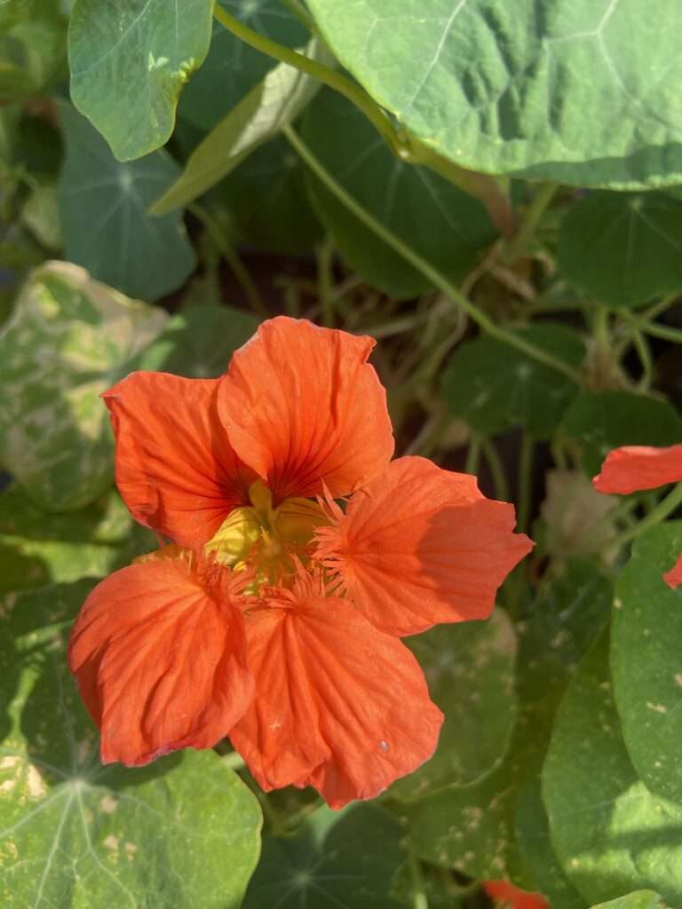 Kapuzinerkressenblüte in der Sonne