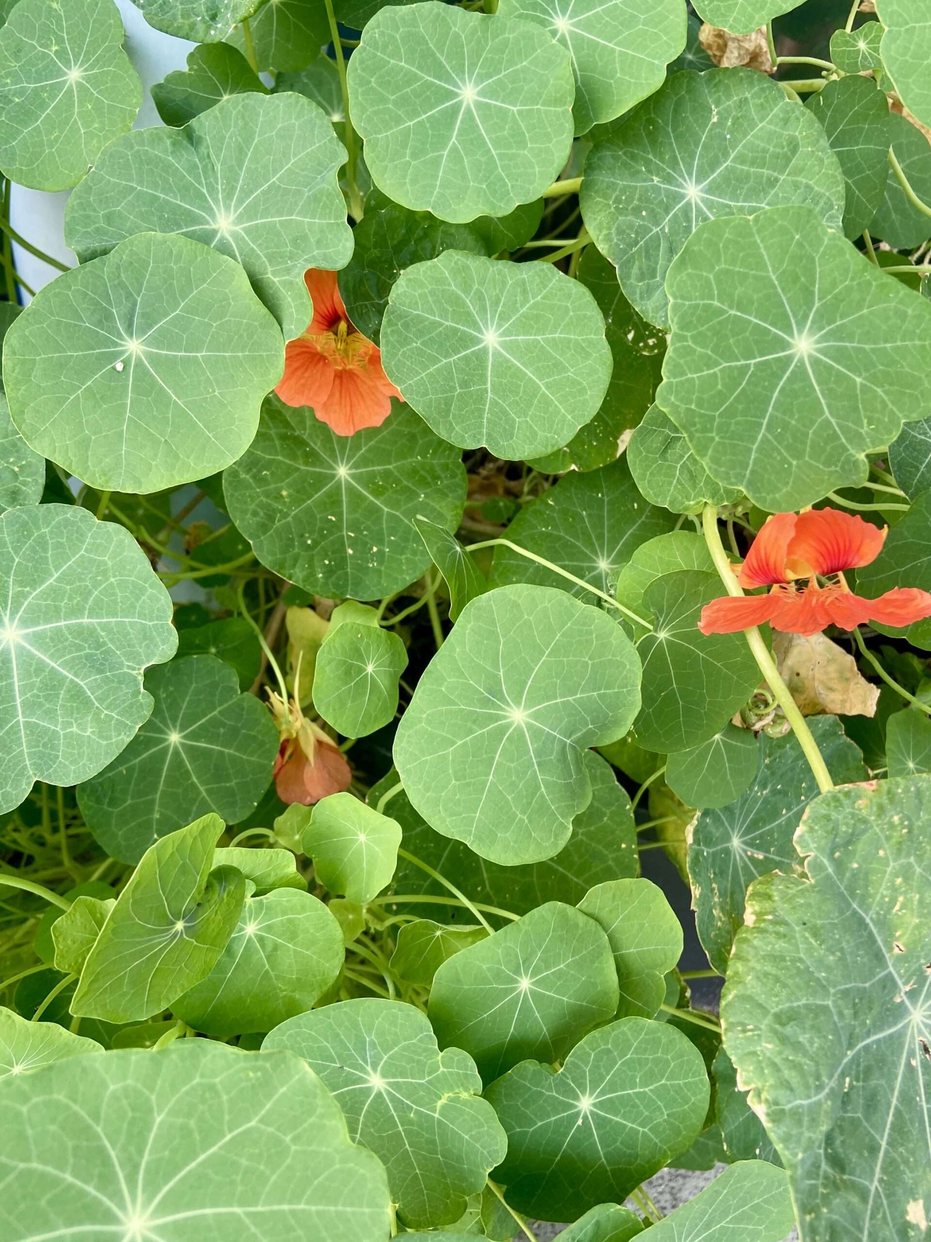 Kapuzinerkressenblätter im Garten