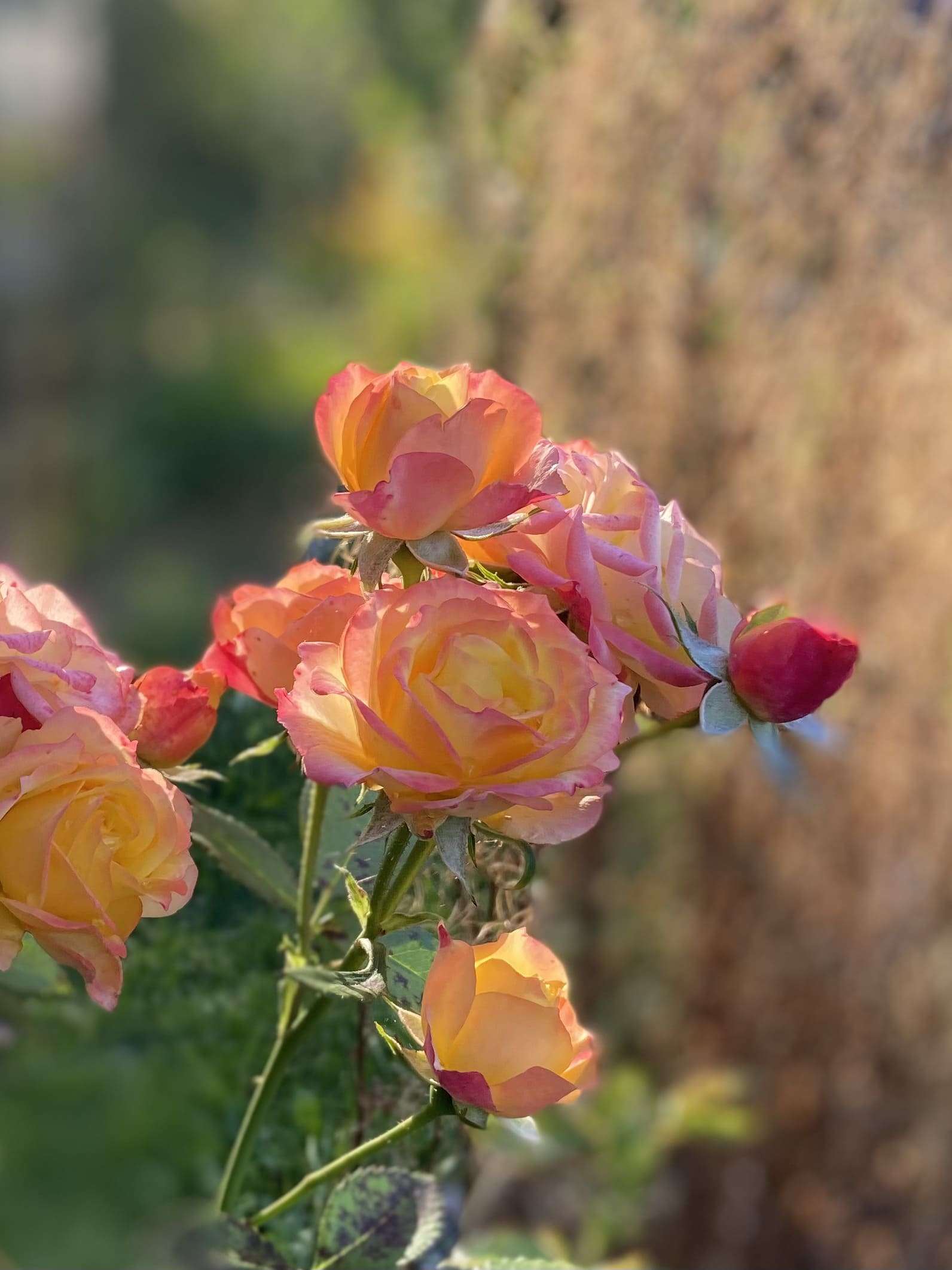 Apricotfarbene Rosen im Gegenlich als Portrait