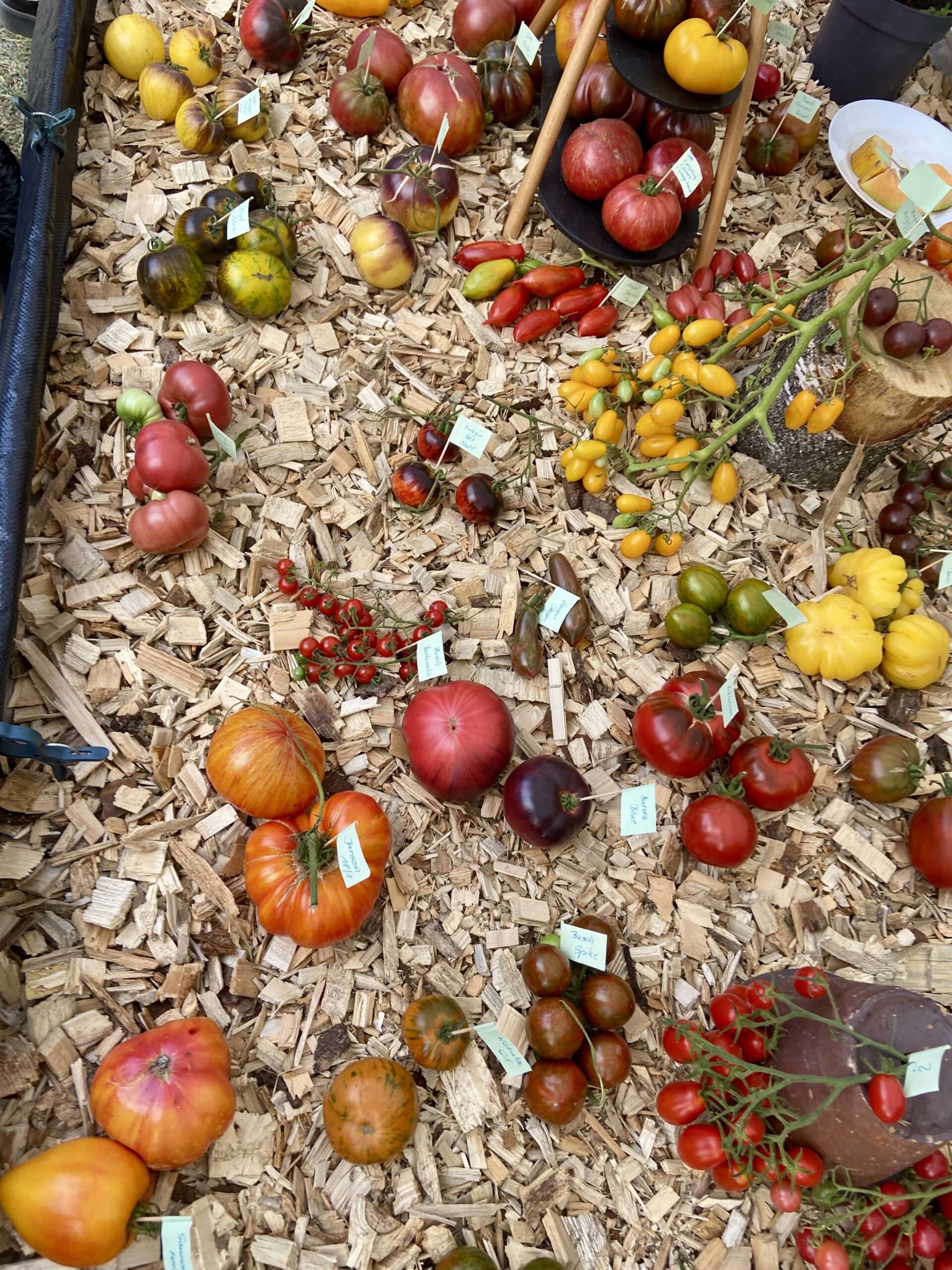 Tomatenvielfalt auf Stroh ausgebreitet.