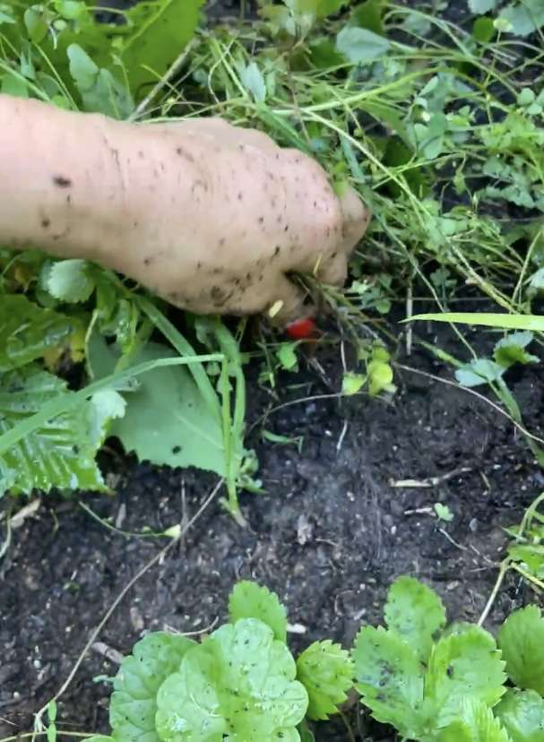 Hand in der Erde mit Unkraut