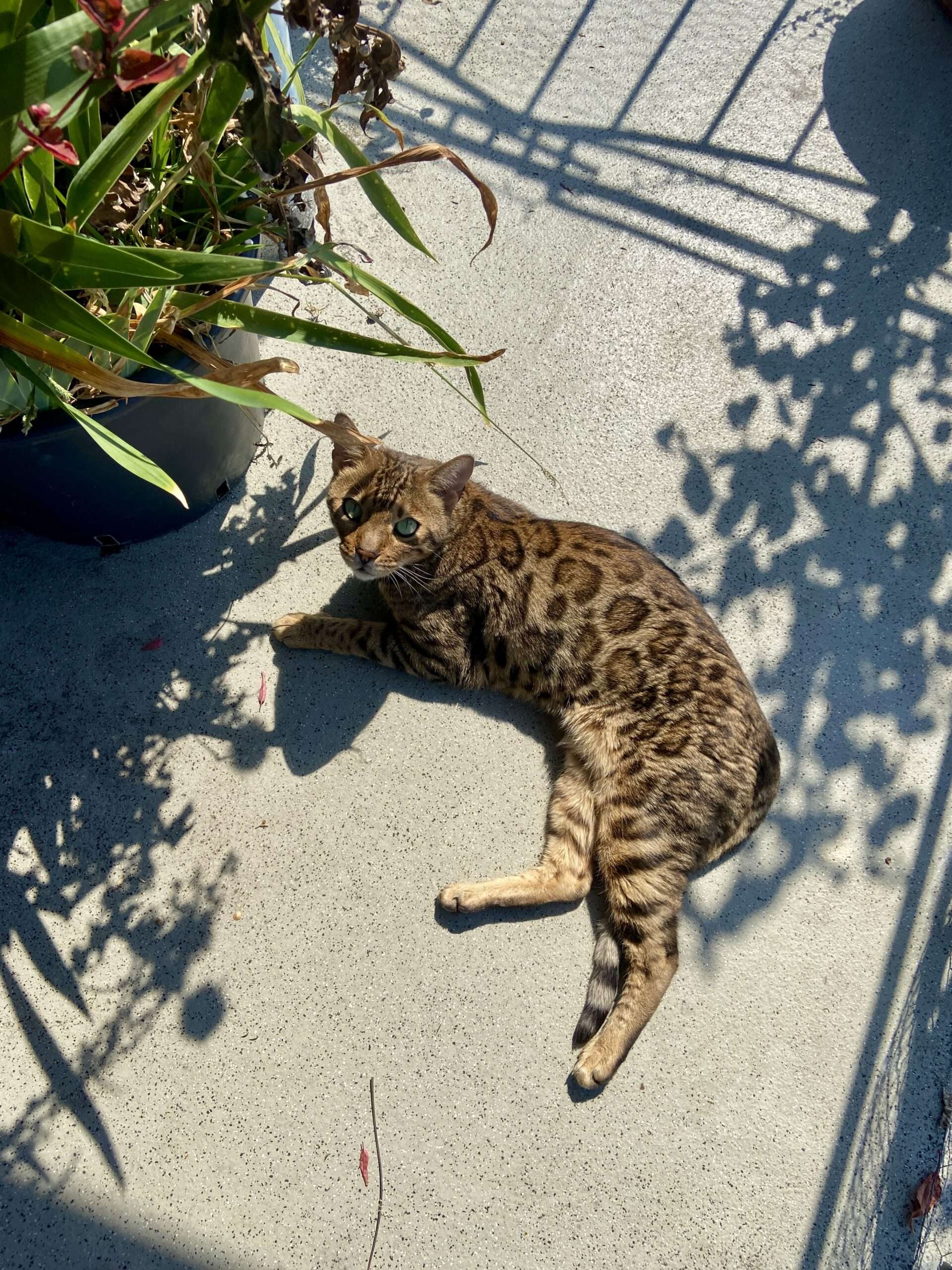 Benalgenkater Vincent liegt auf dem Balkon in der Sonne