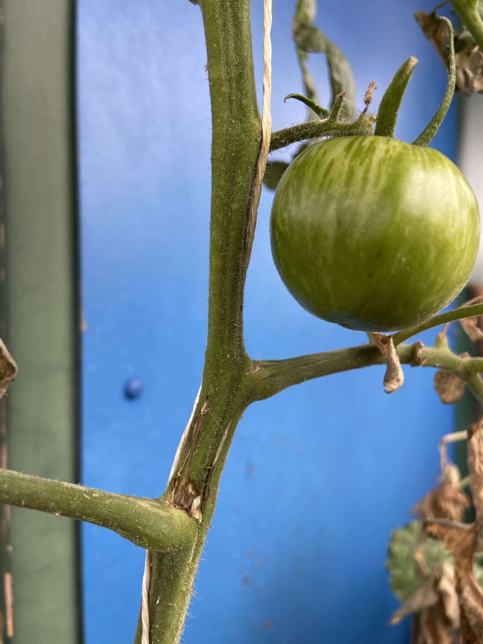 Tomatenbruch im Spätsommer: Tomate Green Tiger mit Bruchstelle