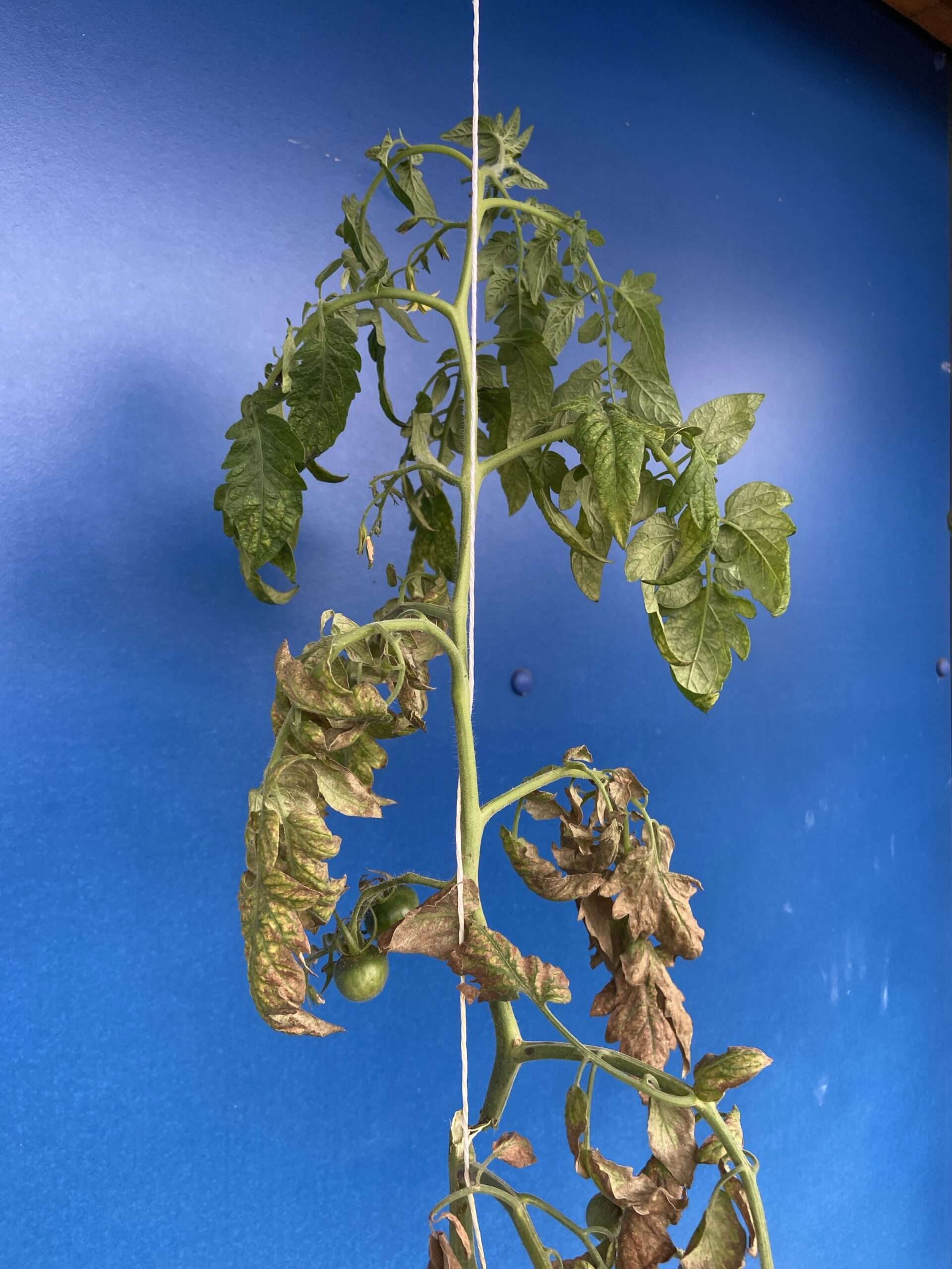 Tomatenbruch im Spätsommer: abgetrocknetes und schlaffes Laub an einer Tomatenpflanze nach Triebbruch