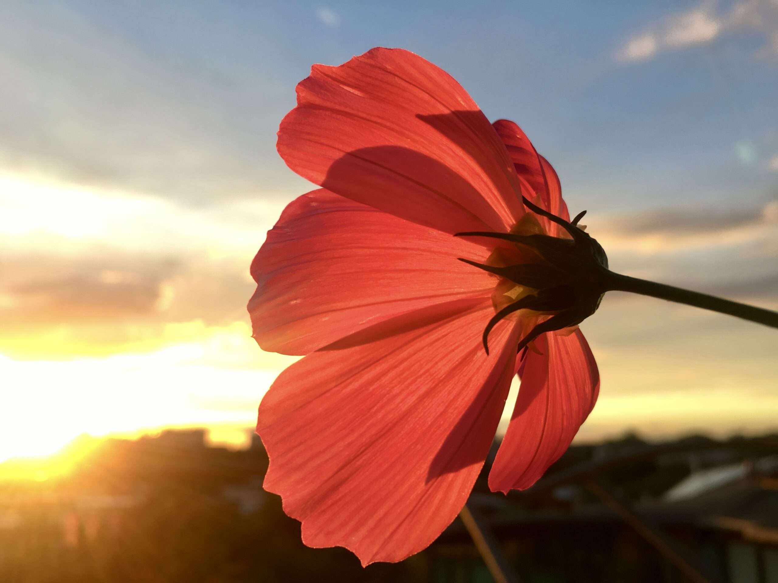 Cosmea-Blüte gegen den Sonnenuntergangshimmel