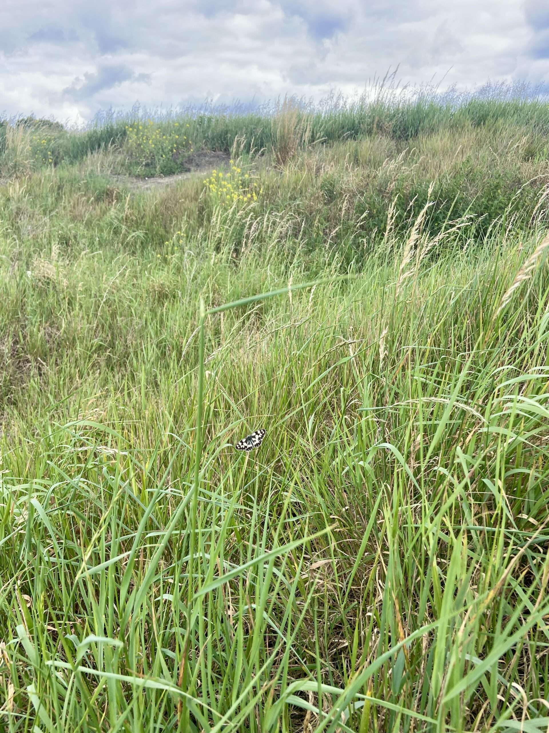 Schachbrettfalter in einer hohen Graswiese