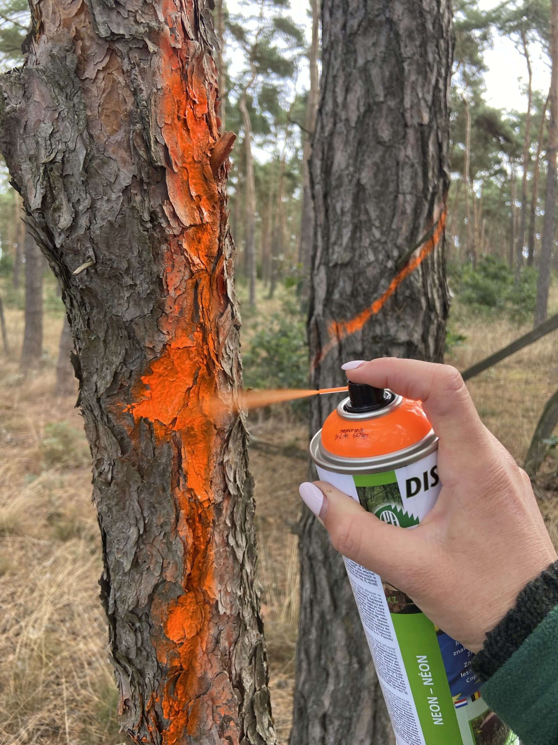 Orange Spray Farbe wird zum auszeichnen auf den Kiefernstamm gesprüht