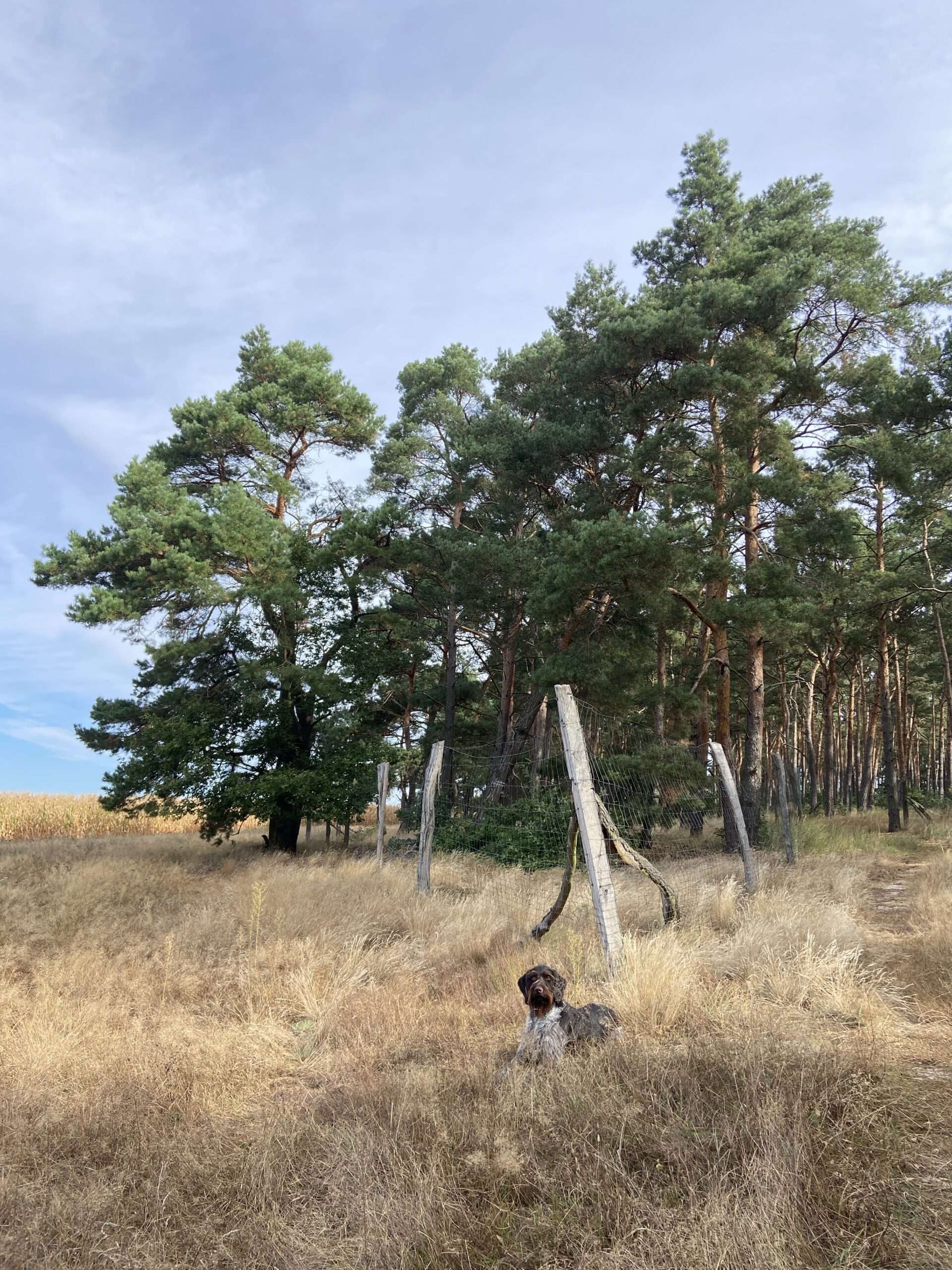 Deutsch Drahthaar Pritzhagen liegt vor einer Wald Umbaufläche