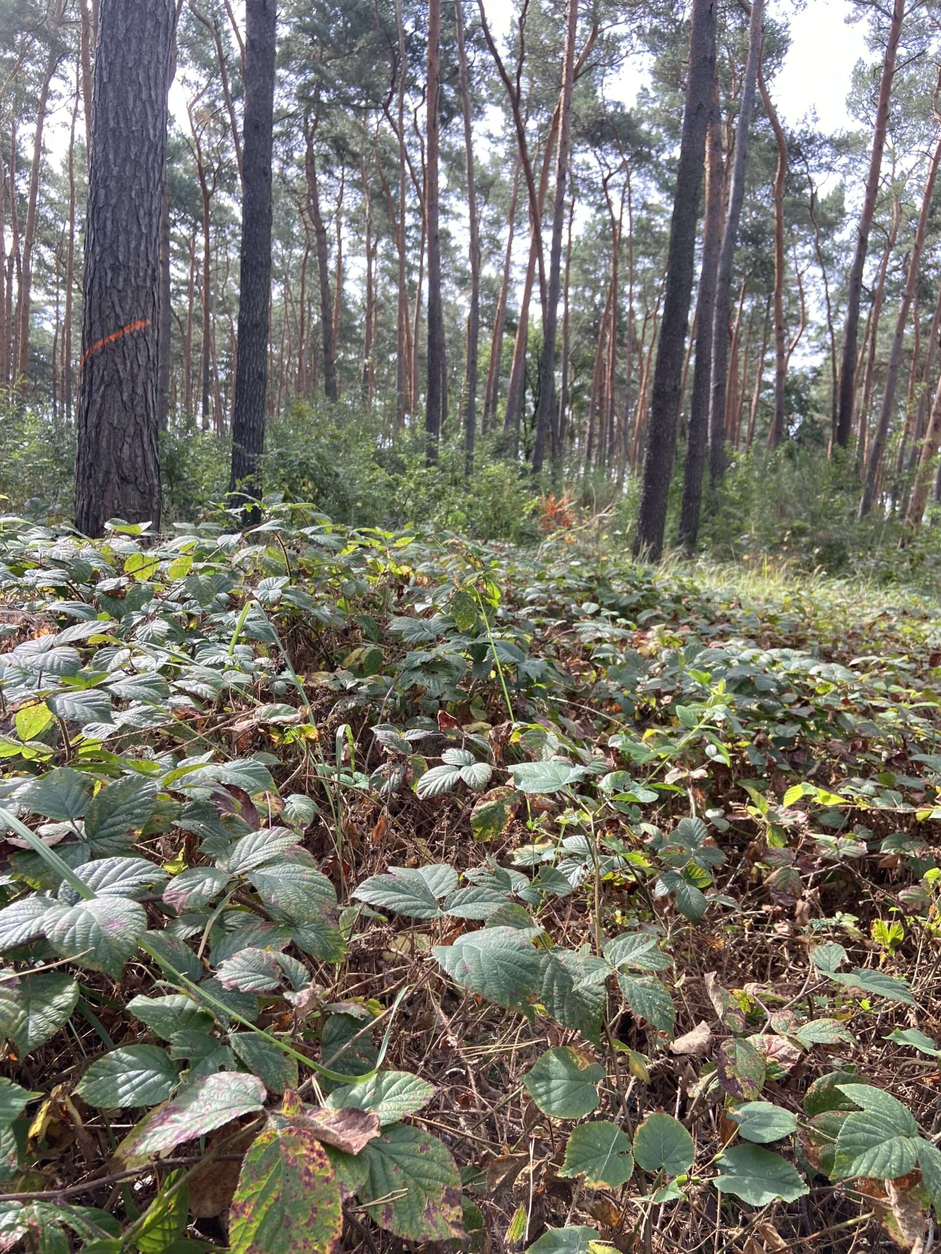 Brombeerteppich in Kiefernforst