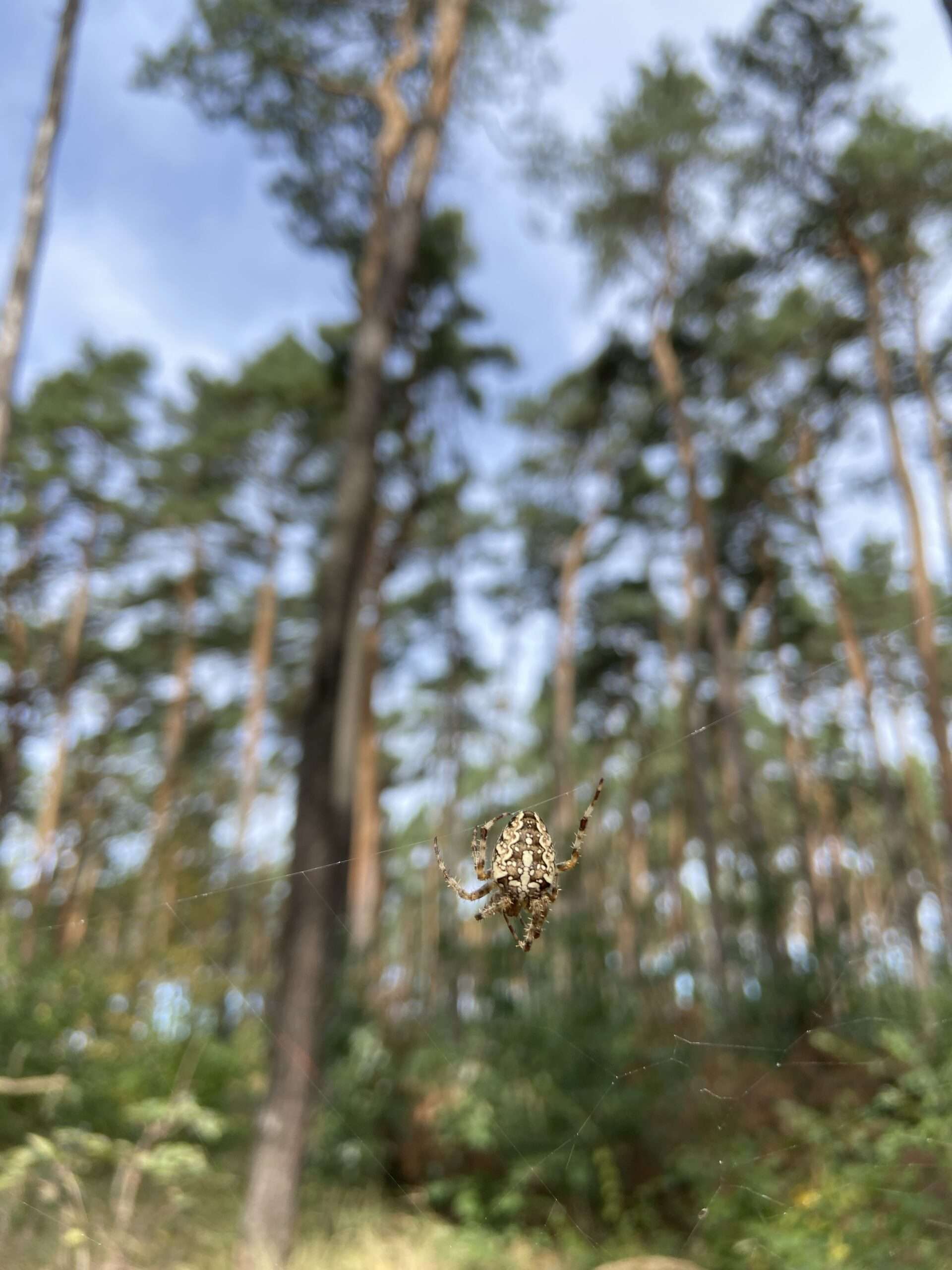 Kreuzspinne im Spinnennetz im Wald