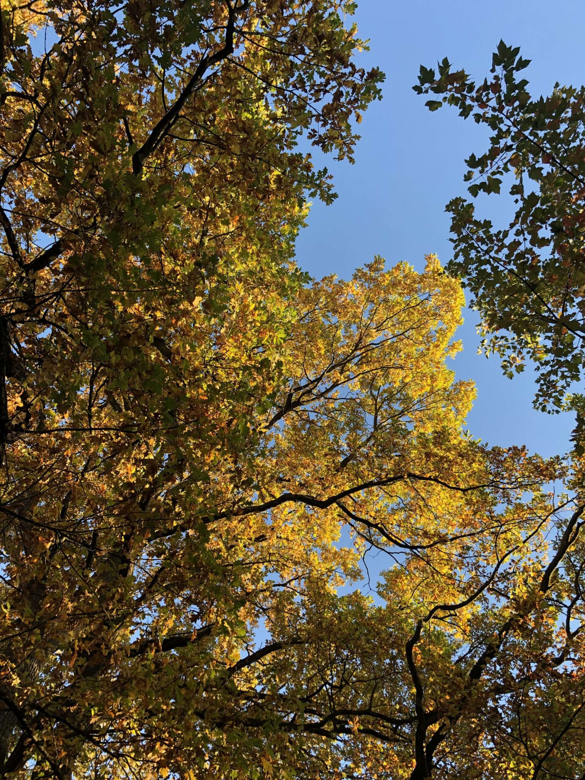 Blick von unten in eine herbstlich gelbe Eichenkrone