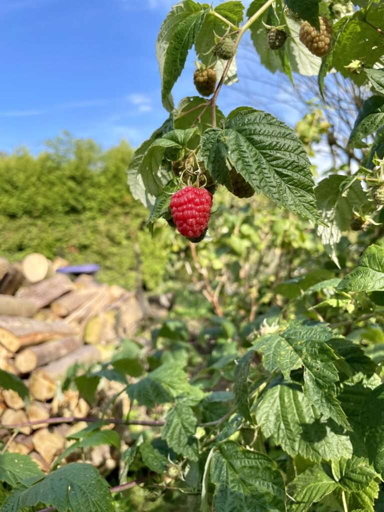 Himbeere vor Holzstapel