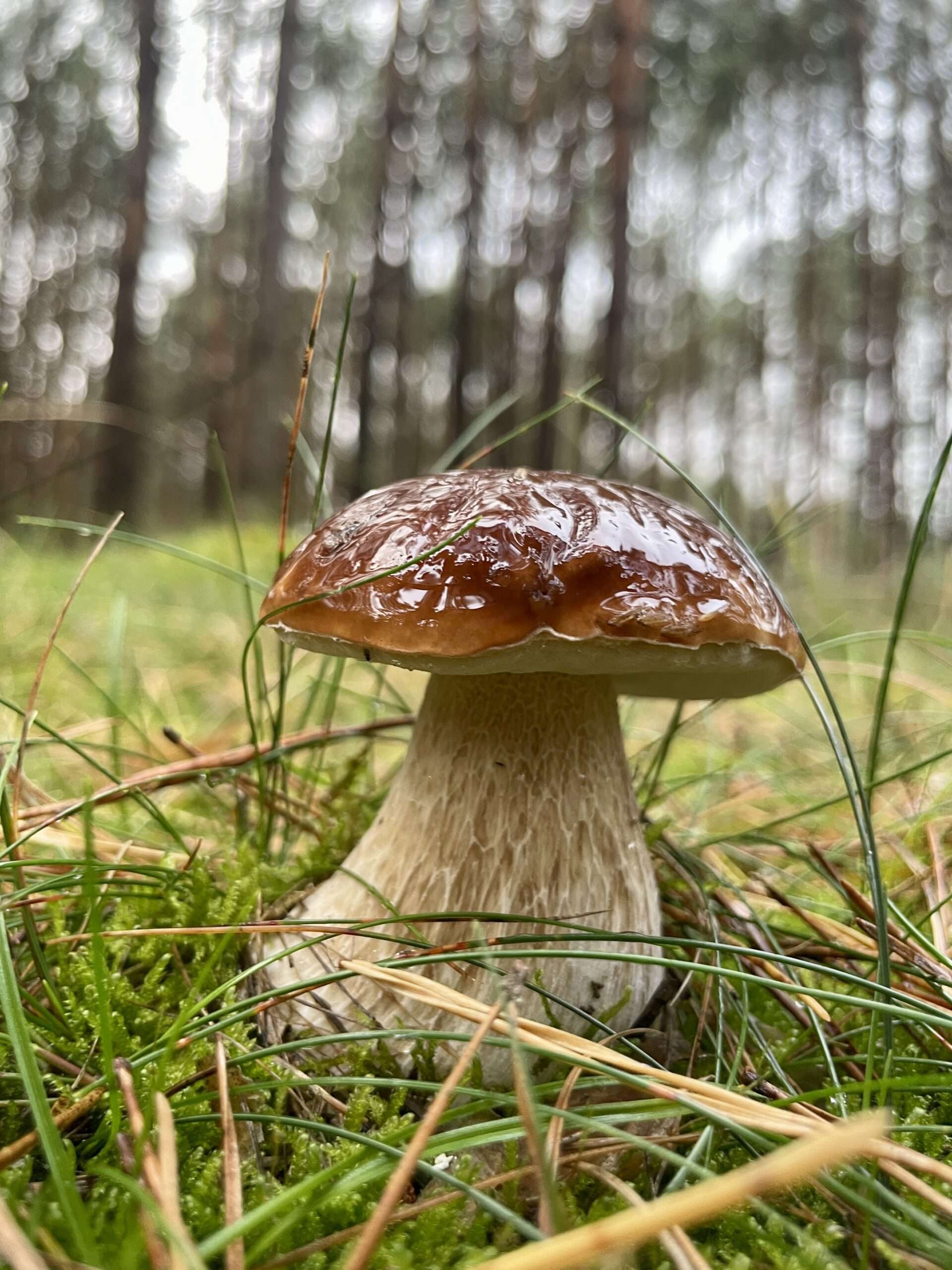 nasser Steinpilz im Kiefernwald von der Seite