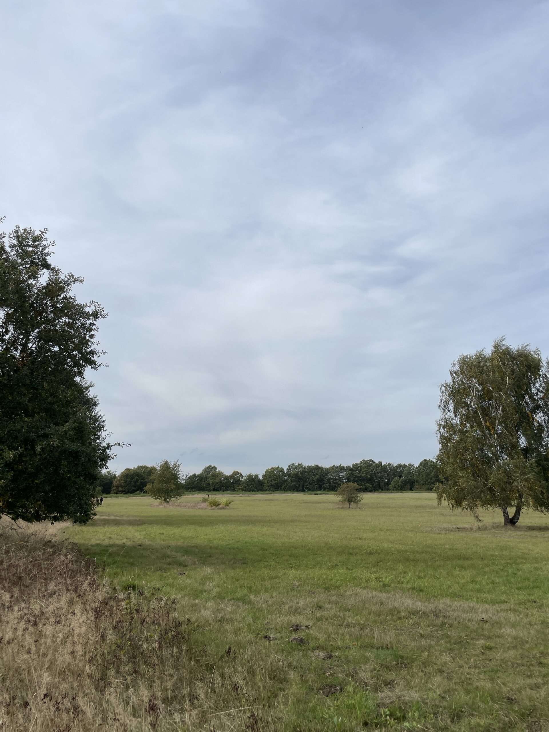 Wiesenlandschaft in Schleswig-Holstein