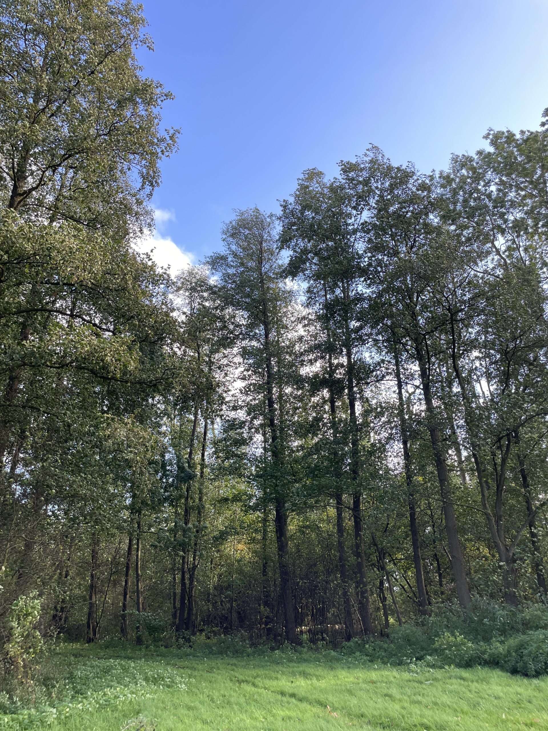 grasgrüner Waldweg biegt in einen Waldweg hinein